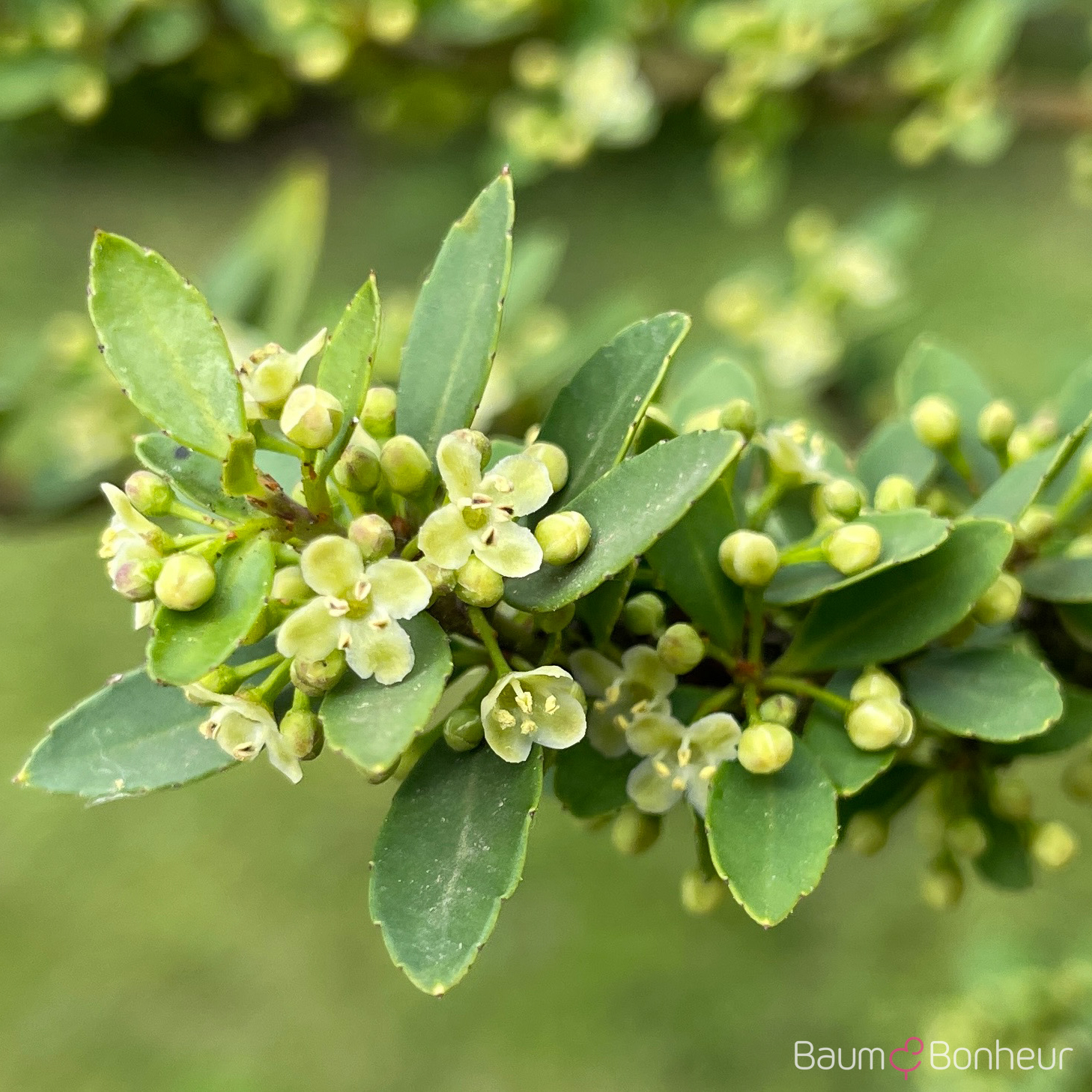 Ilex crenata