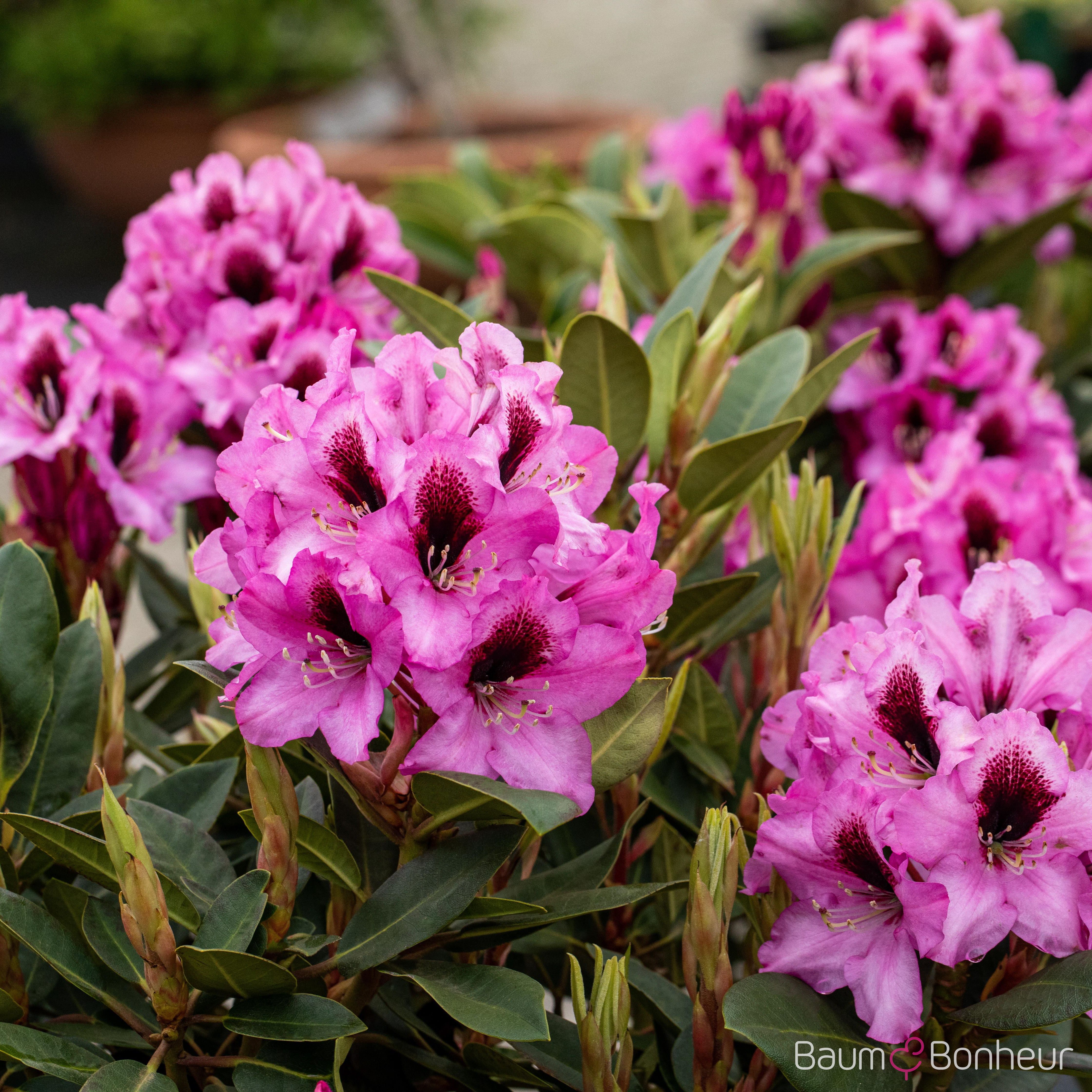 Rhododendron 'Kokardia'®