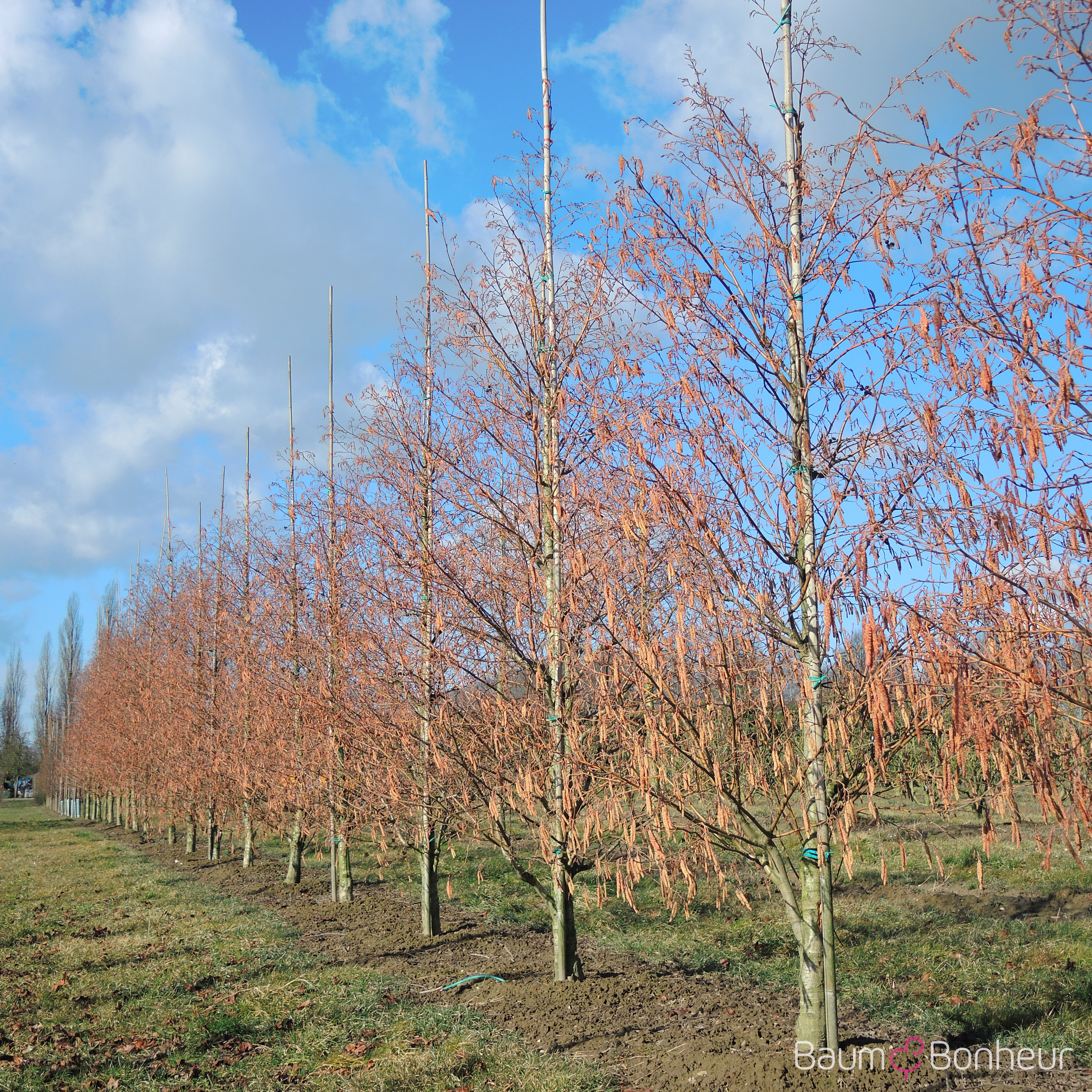 Alnus incana 'Aurea'