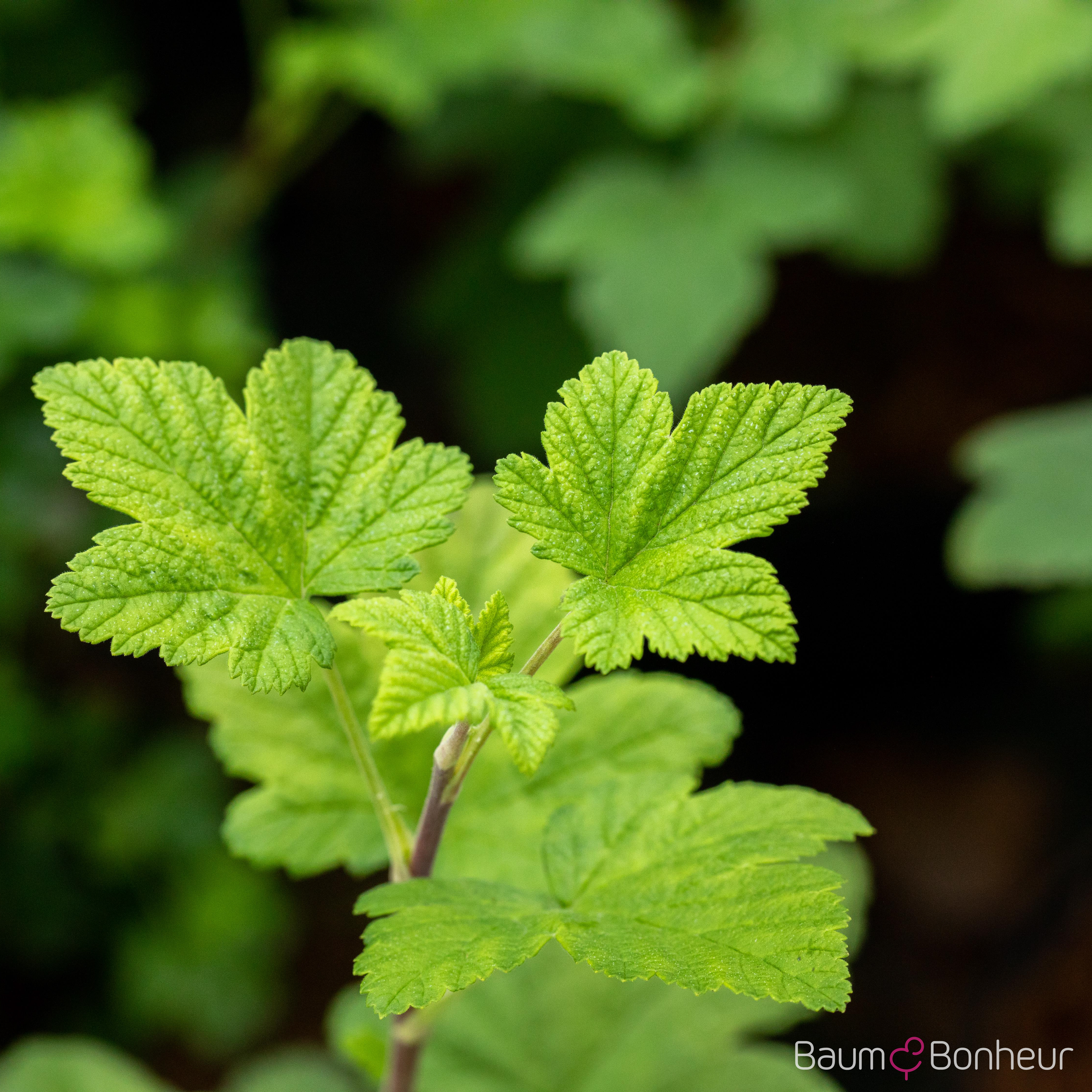 Ribes sanguineum 'King Edward VII'