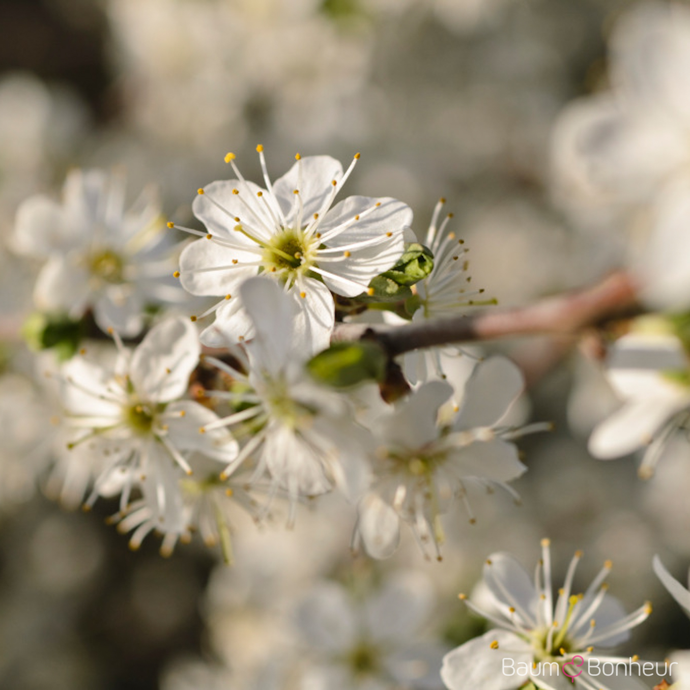 Prunus spinosa