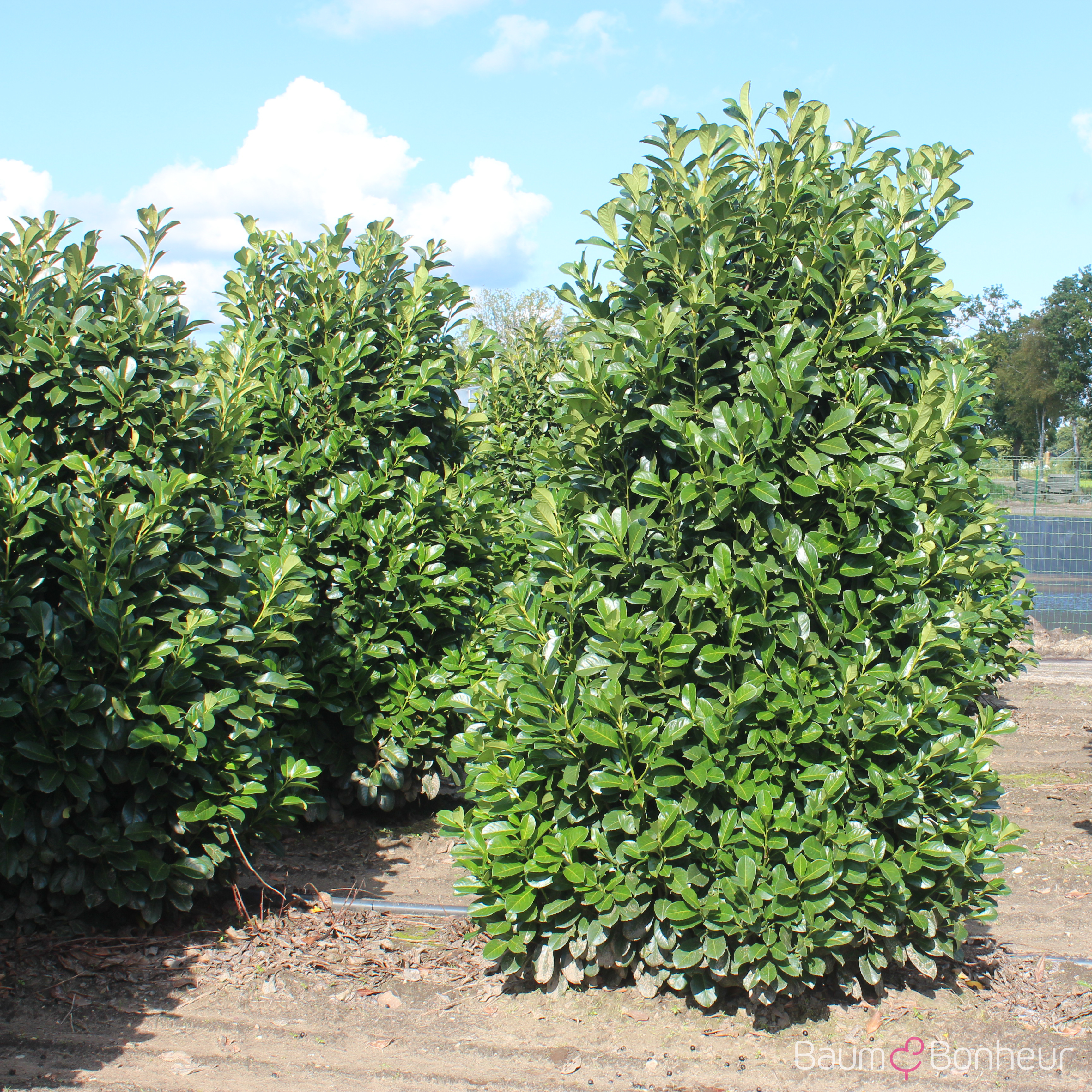 Prunus laurocerasus 'Etna'®