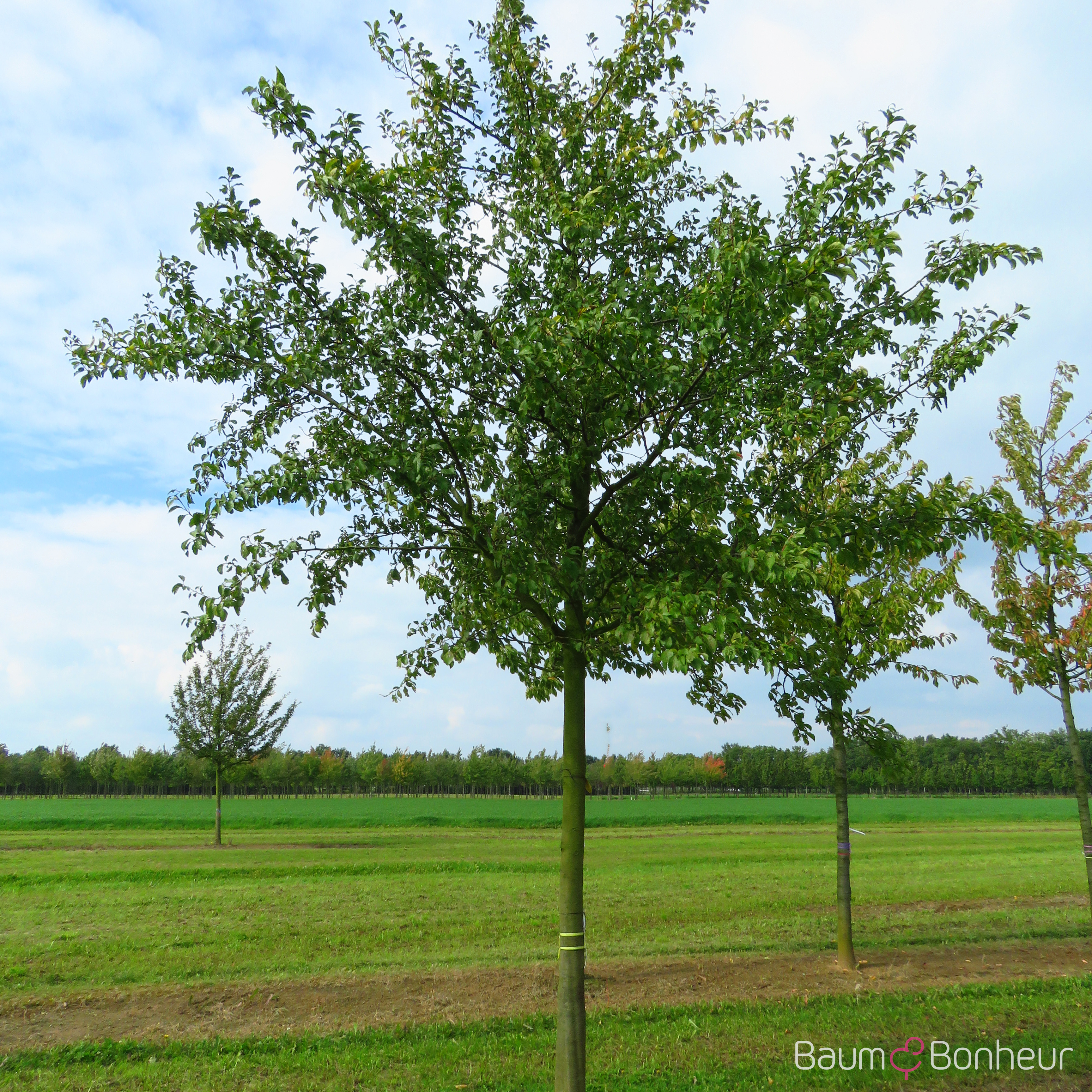 Prunus domestica 'Hauszwetsche'