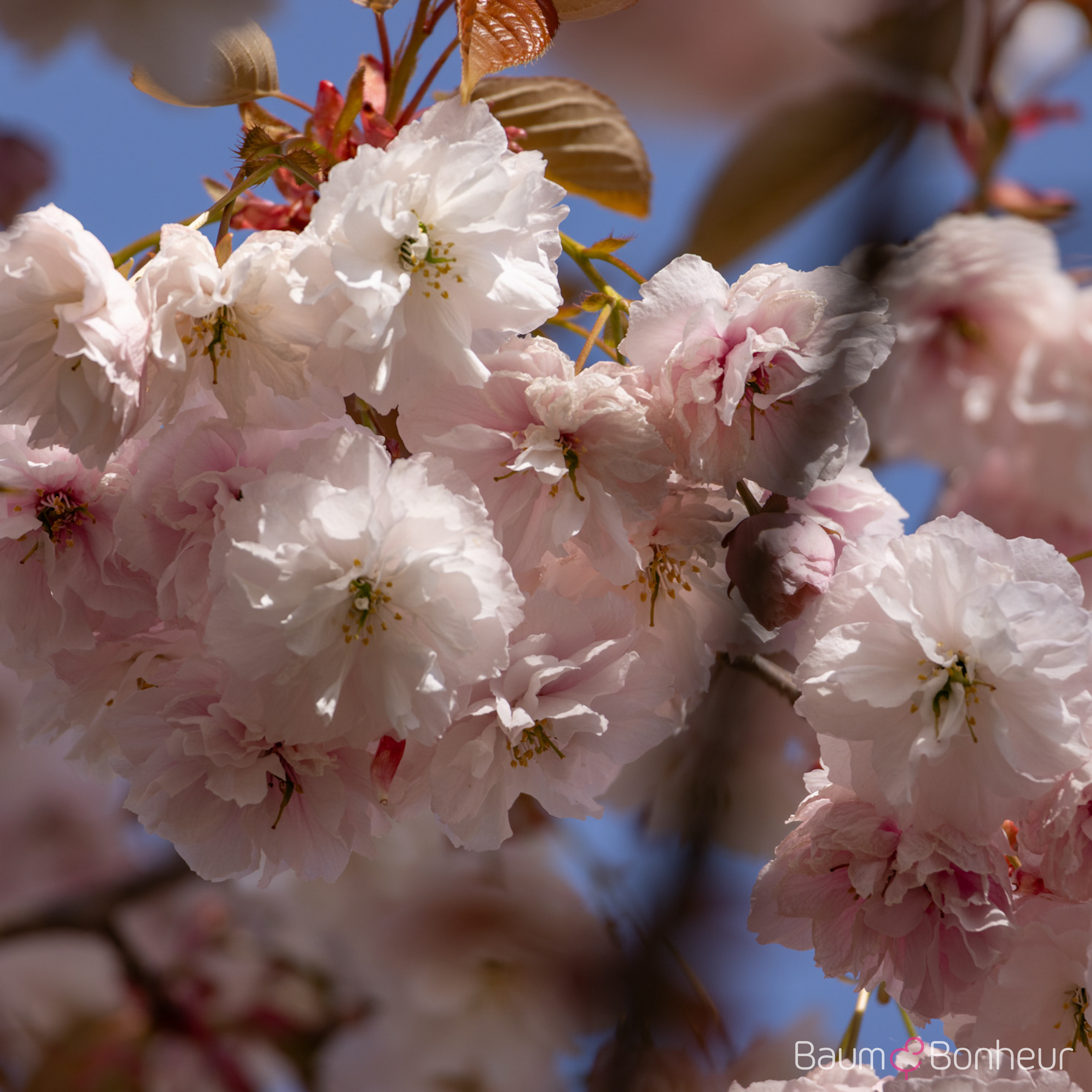 Prunus serrulata 'Shirofugen'