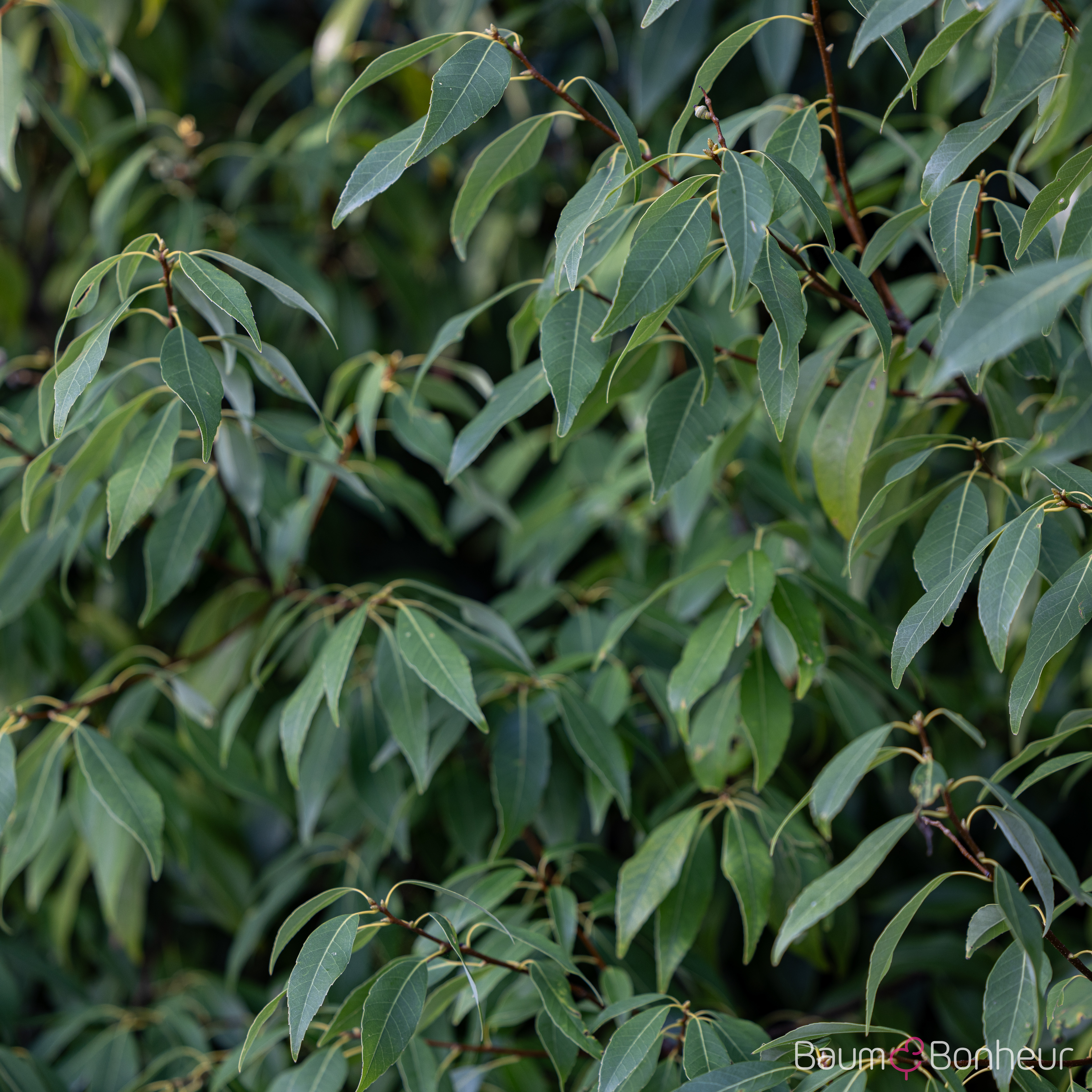 Quercus myrsinifolia