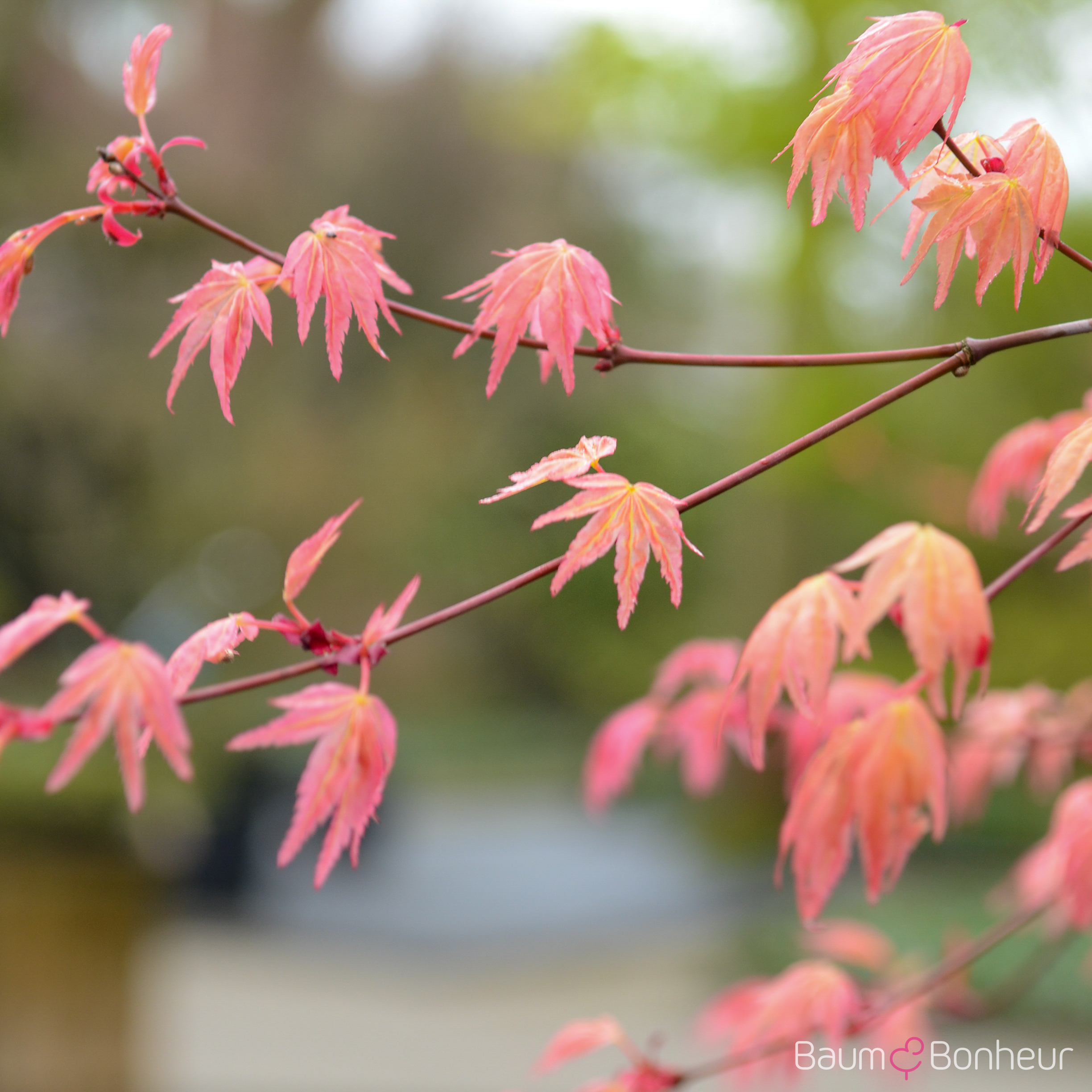 Acer palmatum 'Deshojo'