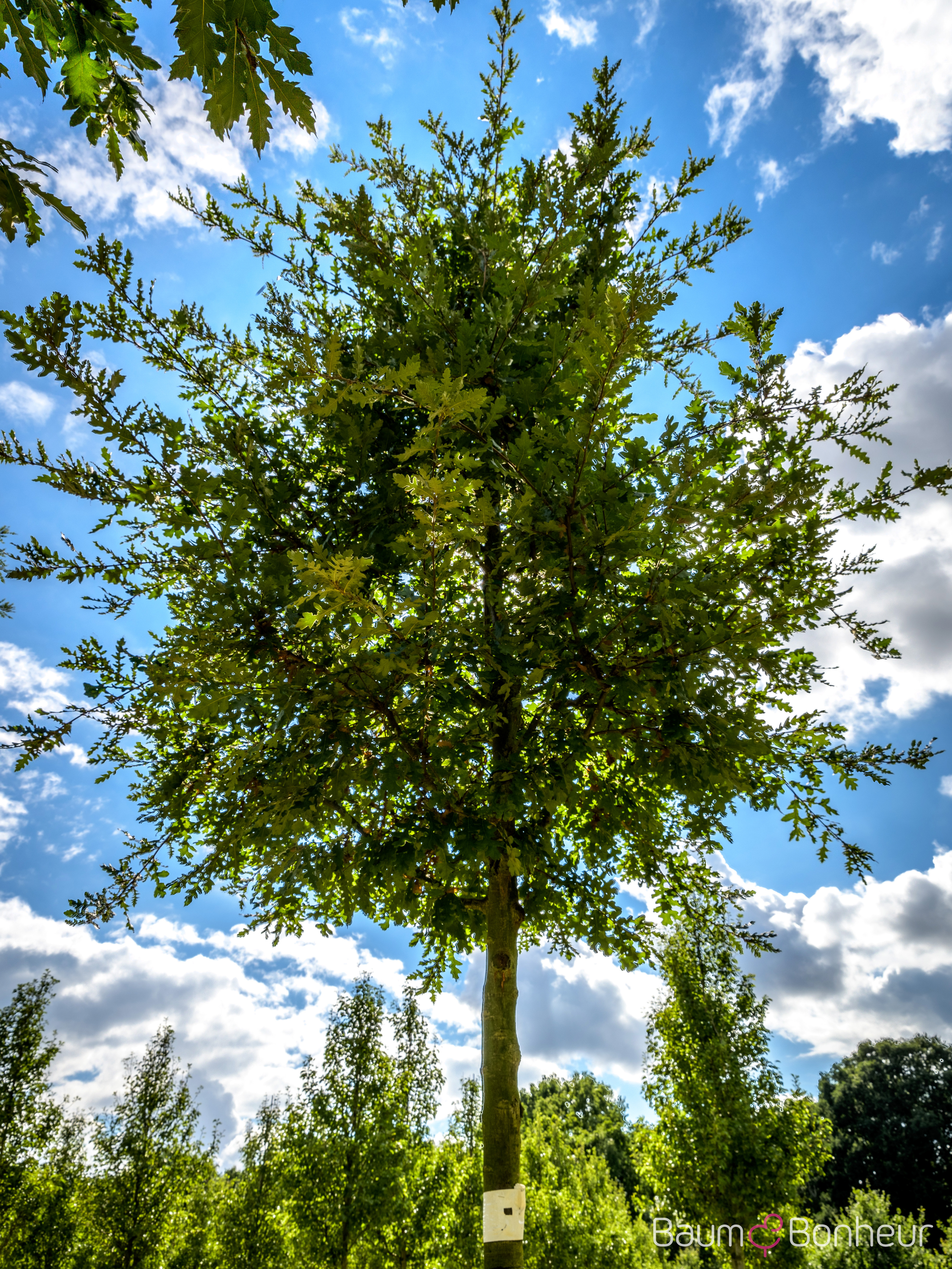 Quercus cerris