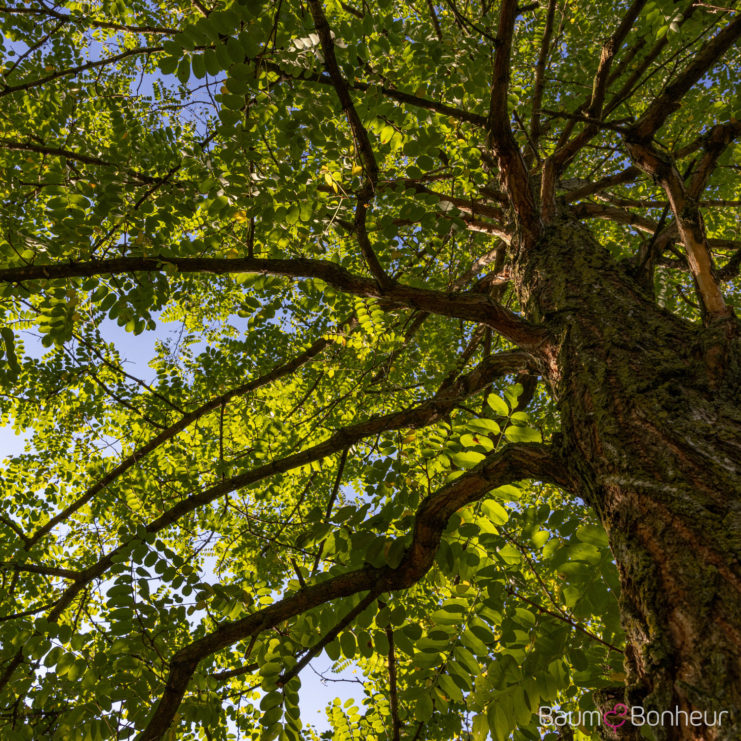 Robinia pseudoacacia 'Nyirségí'
