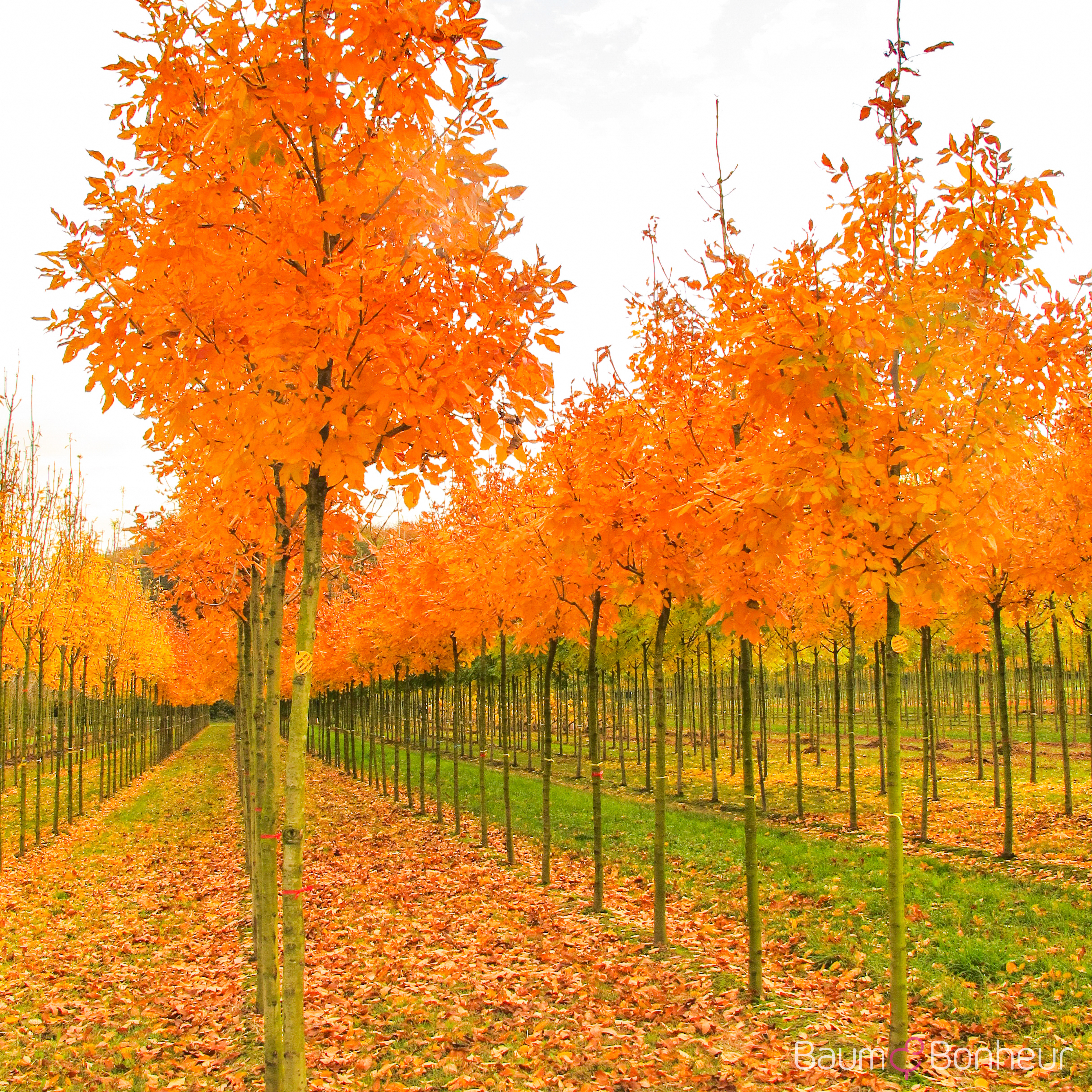 Fraxinus ornus 'Louisa Lady'