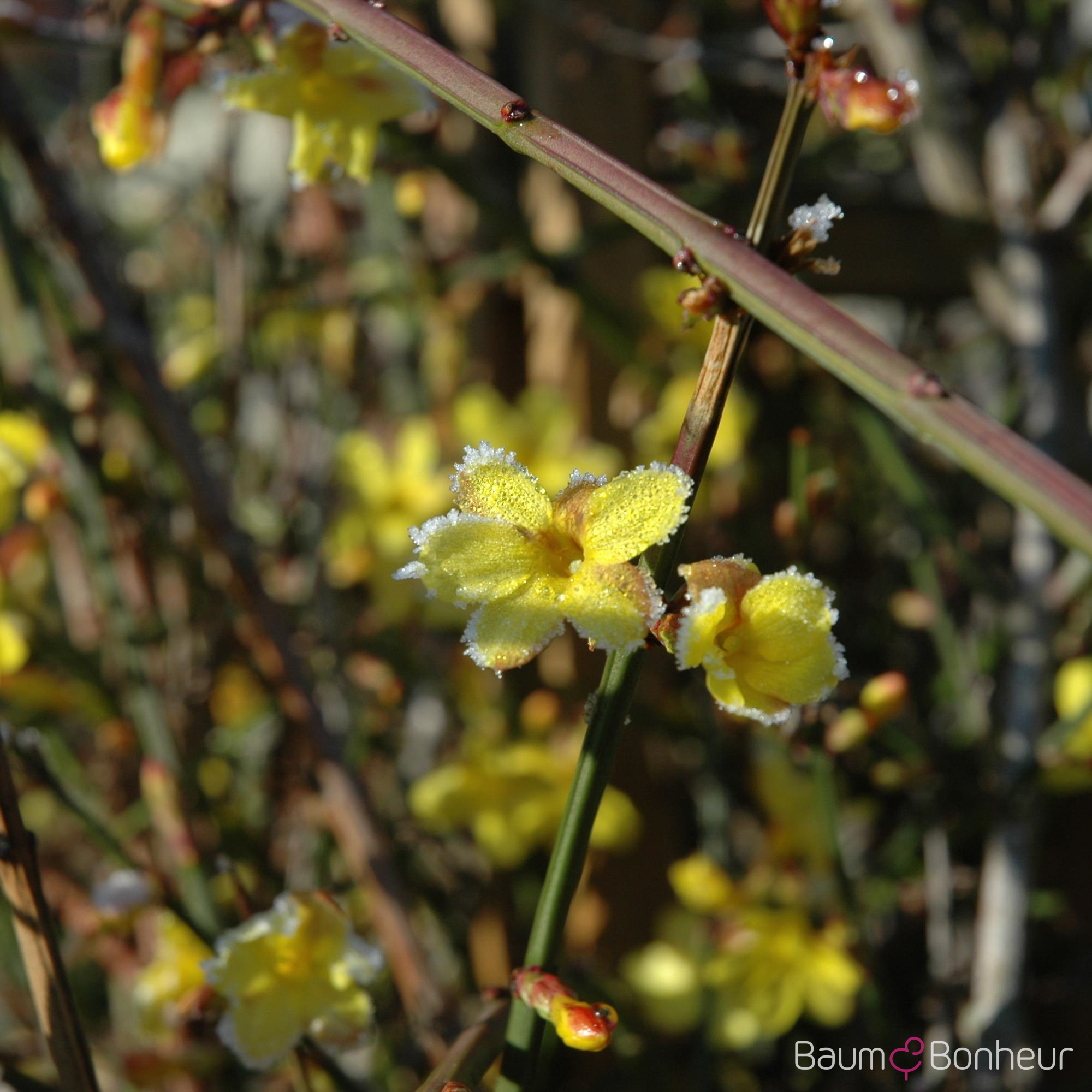 Jasminum nudiflorum