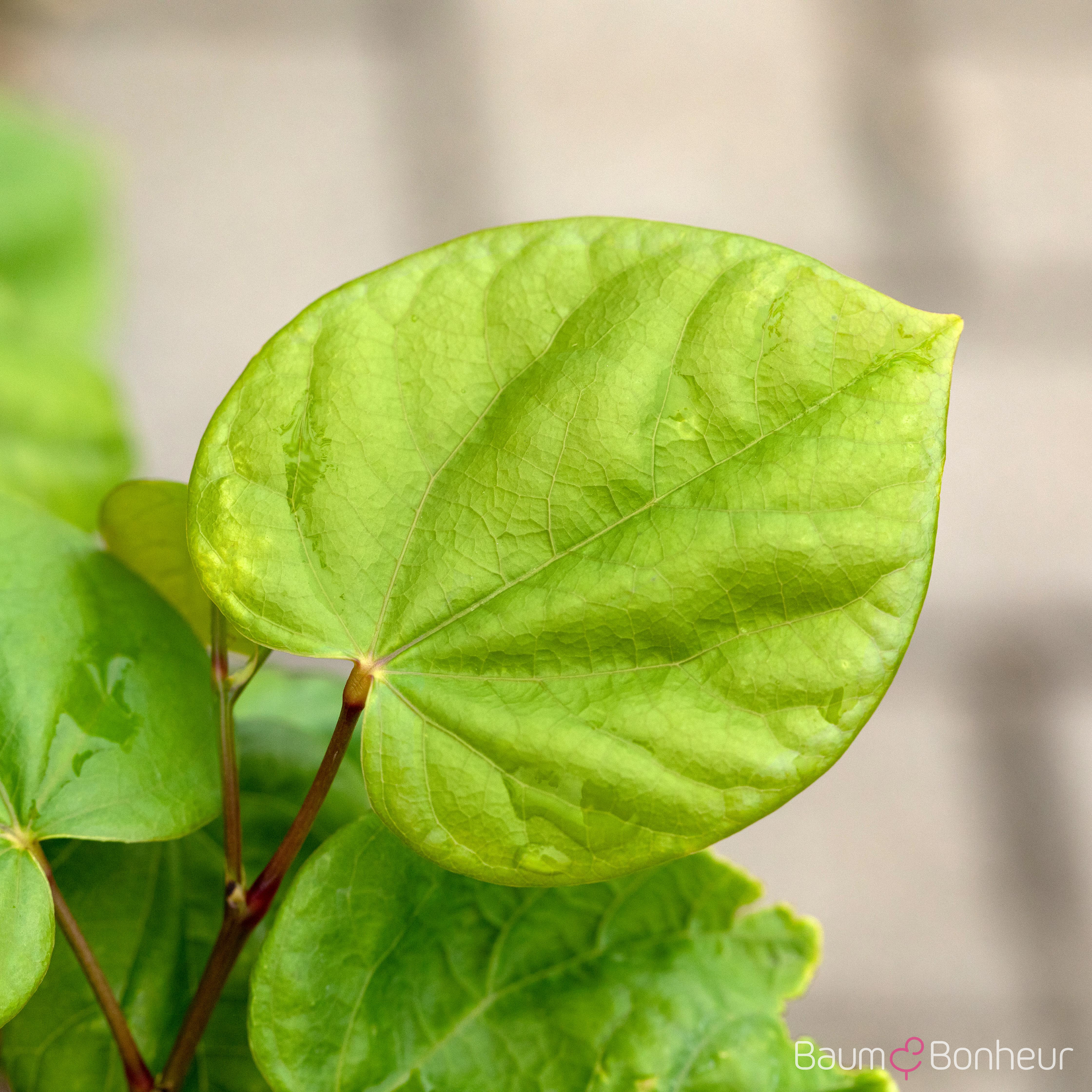 Cercis chinensis 'Avondale'