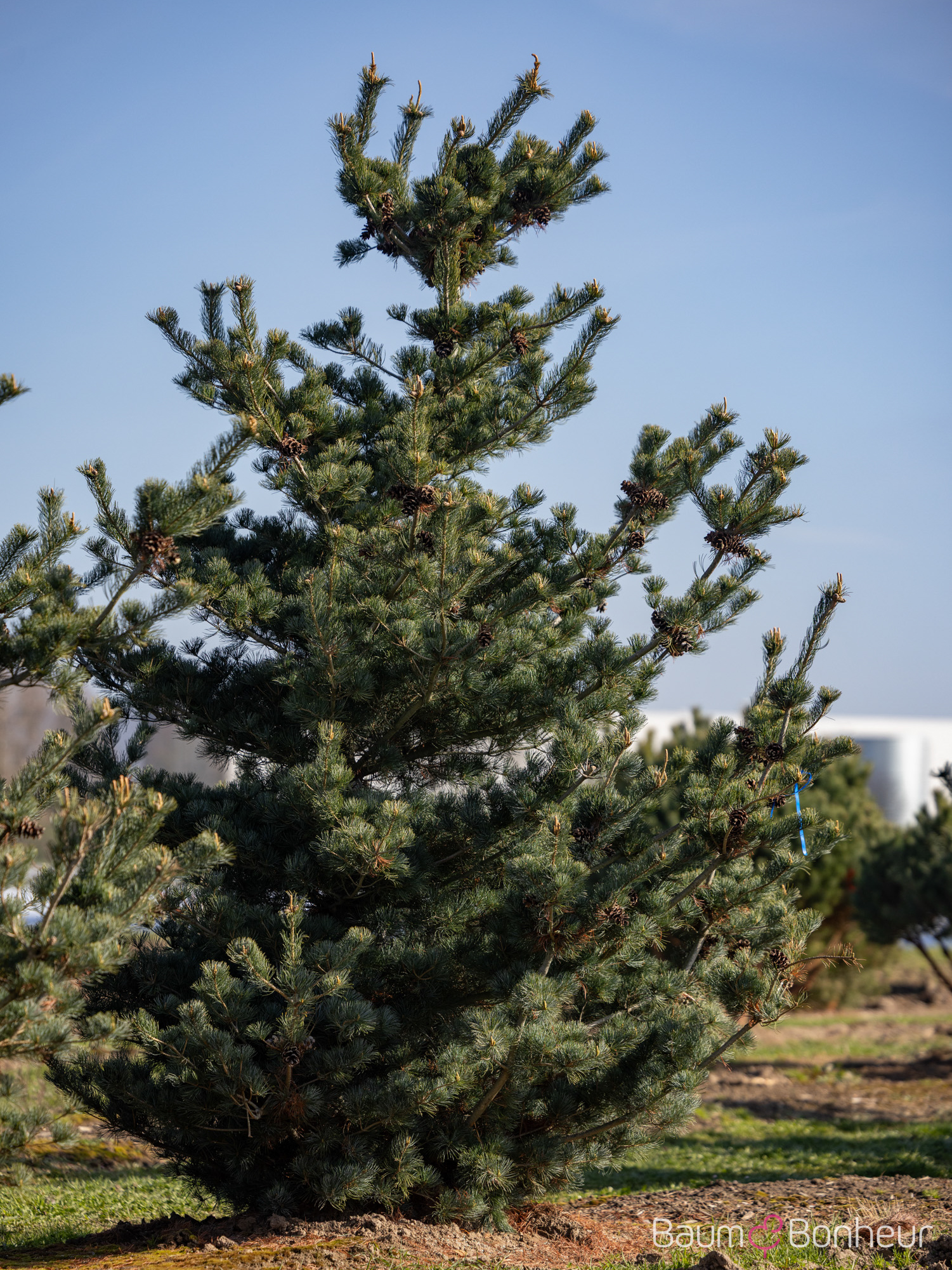 Pinus parviflora 'Tempelhof'