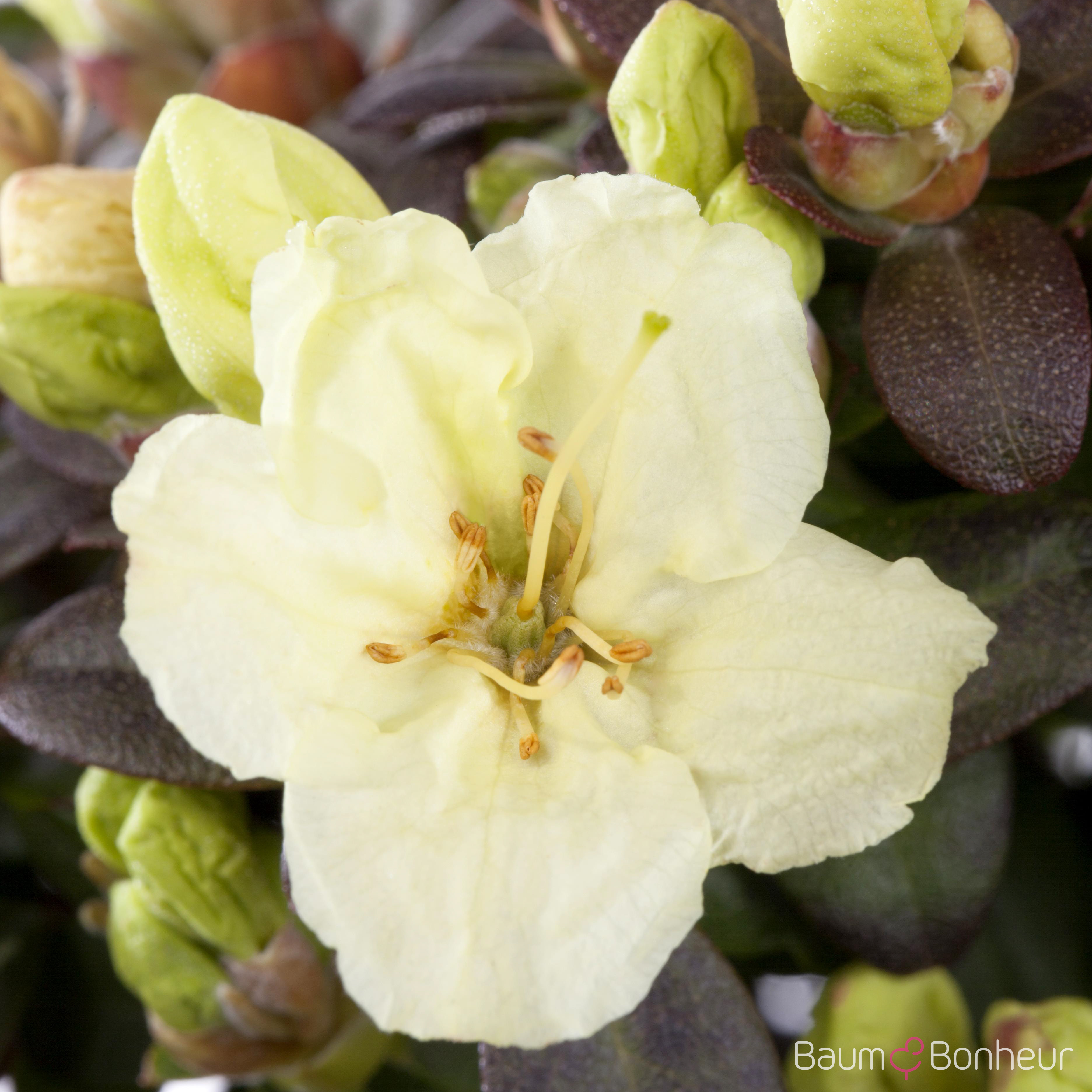 Rhododendron 'Wren'