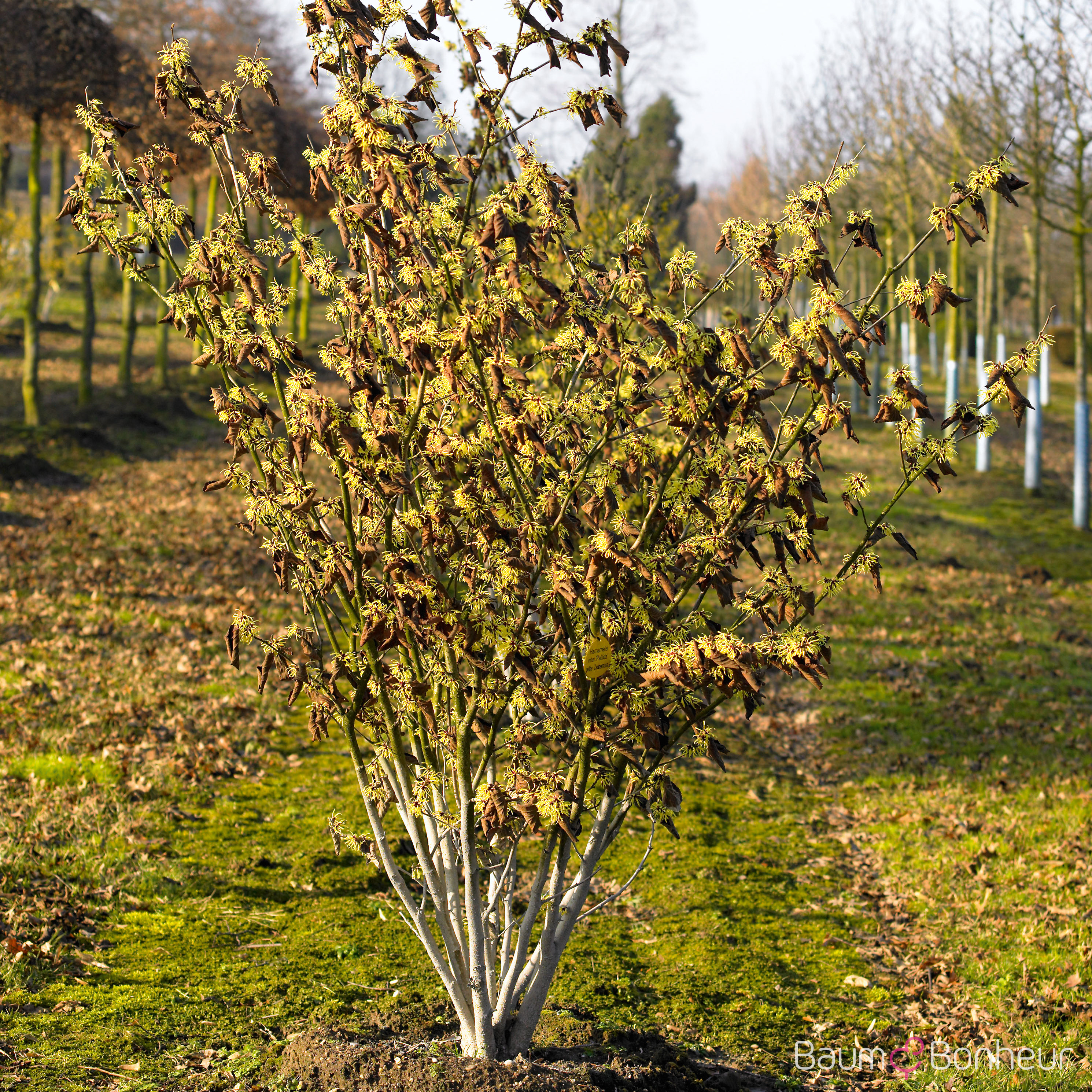 Hamamelis intermedia 'Pallida'