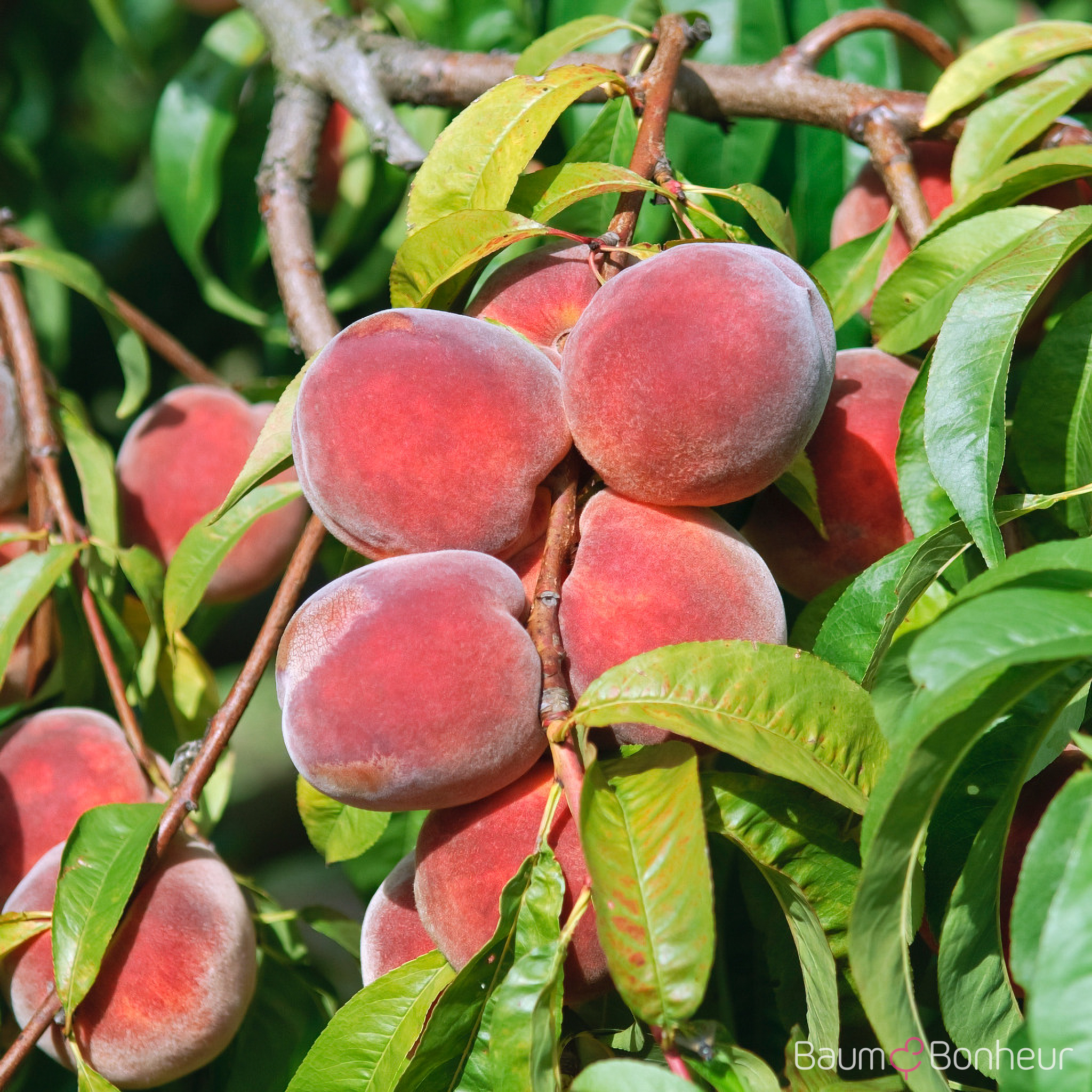 Prunus persica 'Red Haven'®