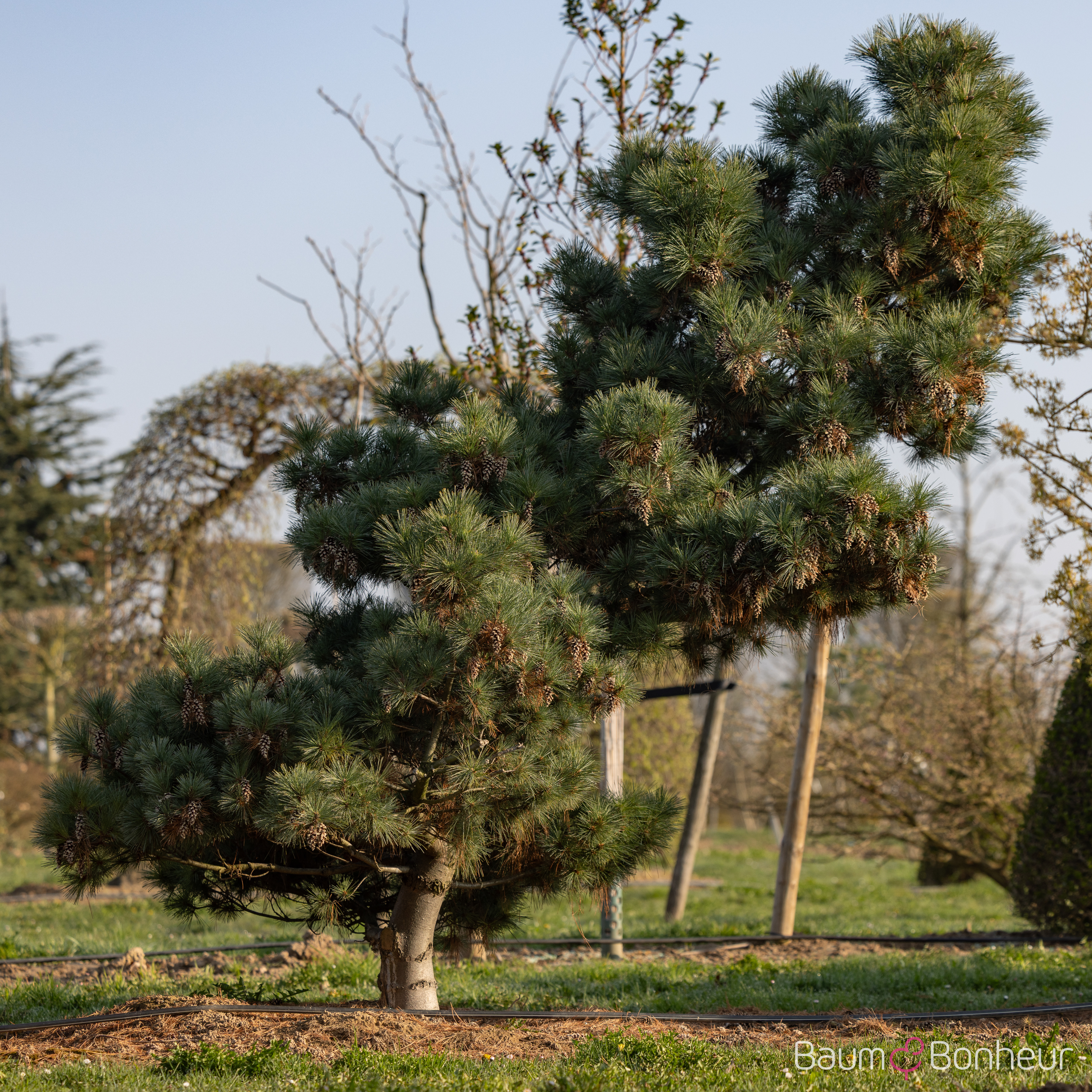 Pinus strobus 'Macopin'