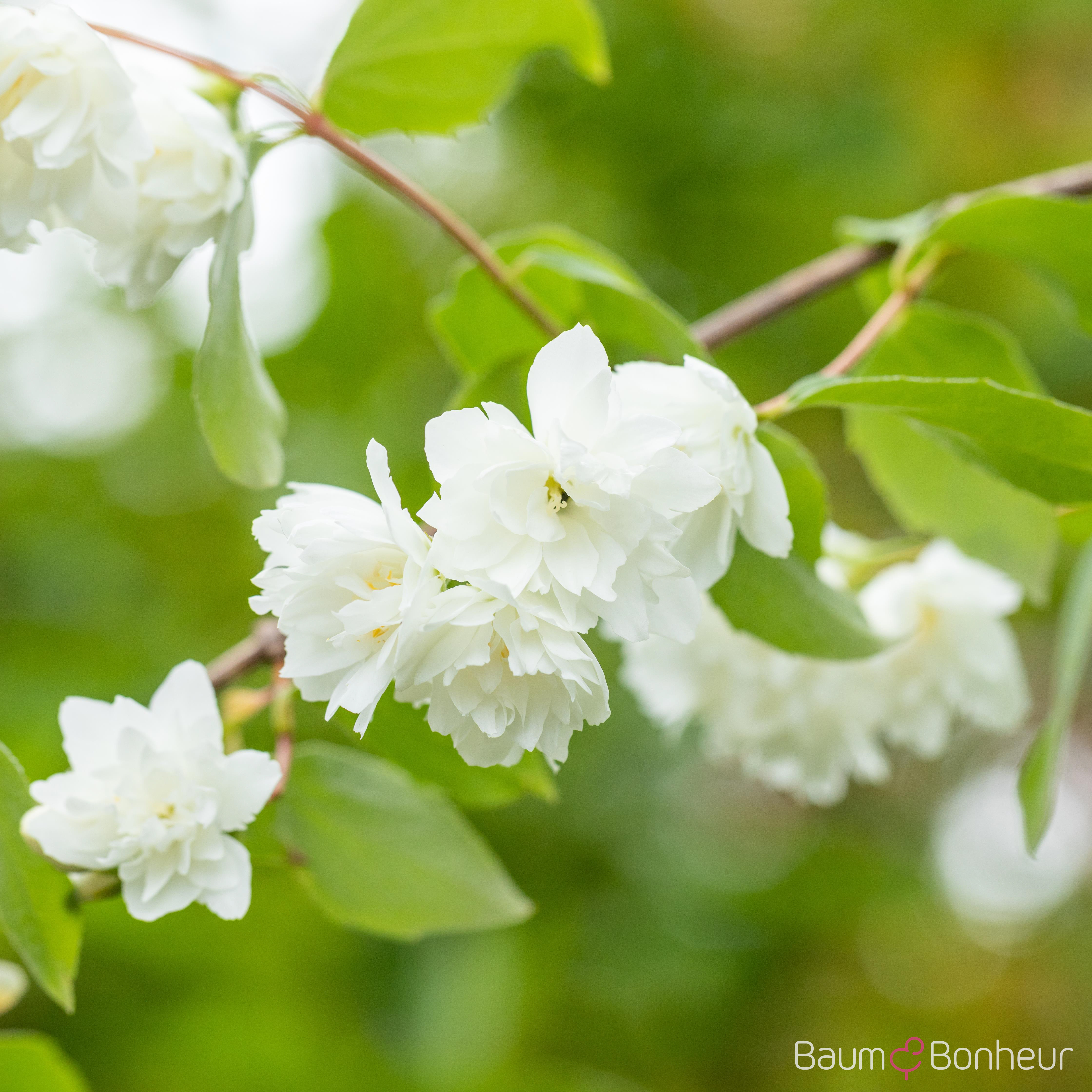 Philadelphus 'Schneesturm'