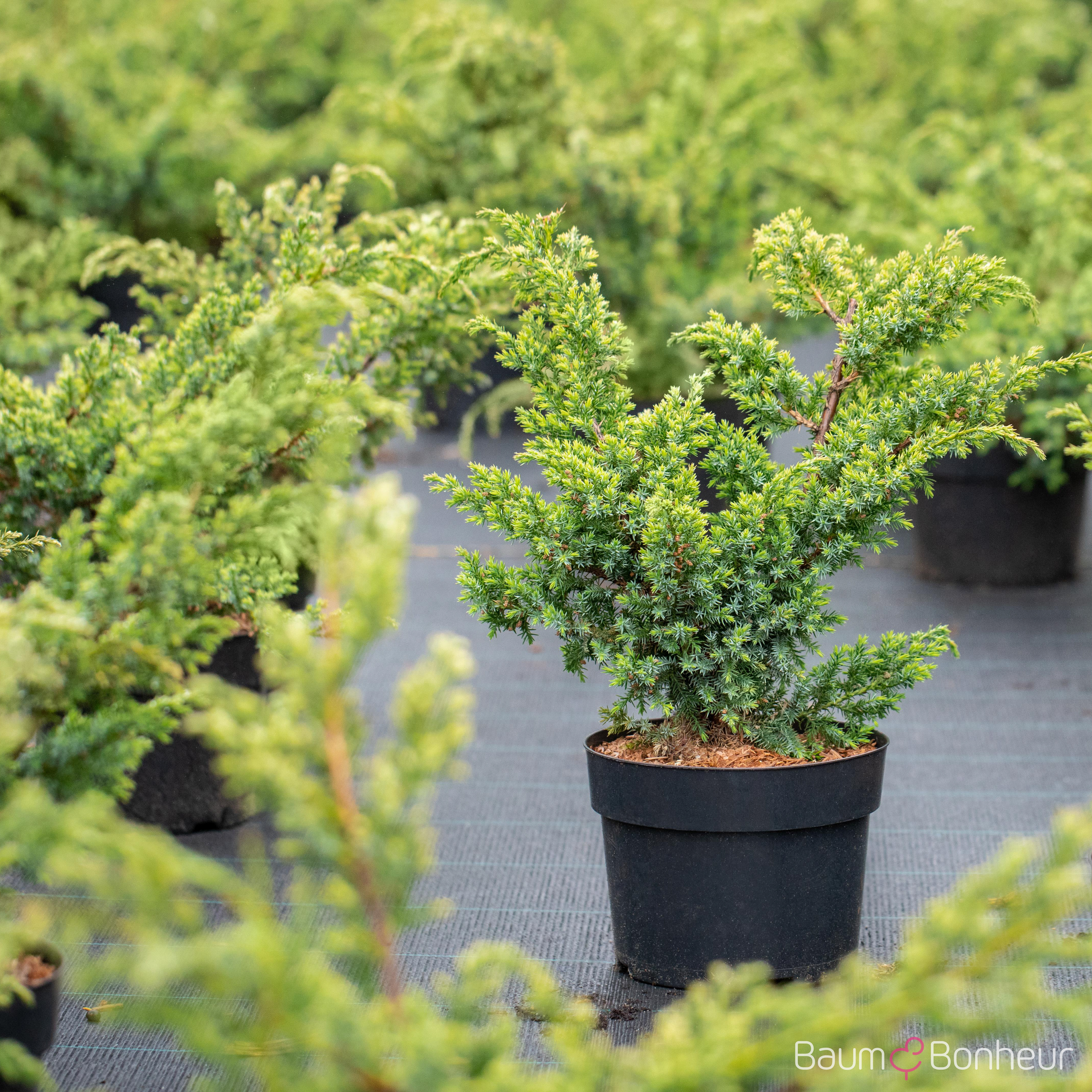 Juniperus chinensis 'Blue Alps'