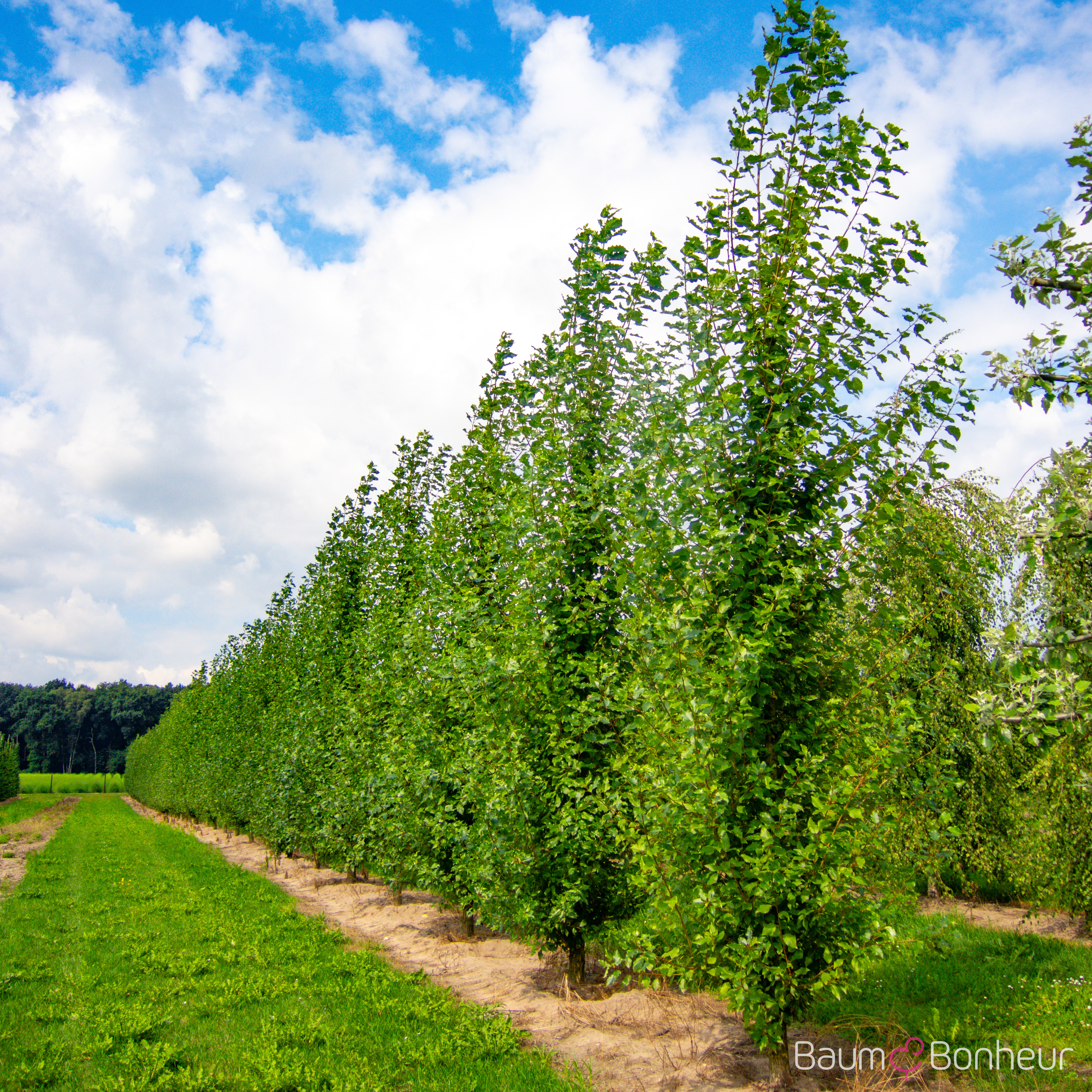 Populus berolinensis