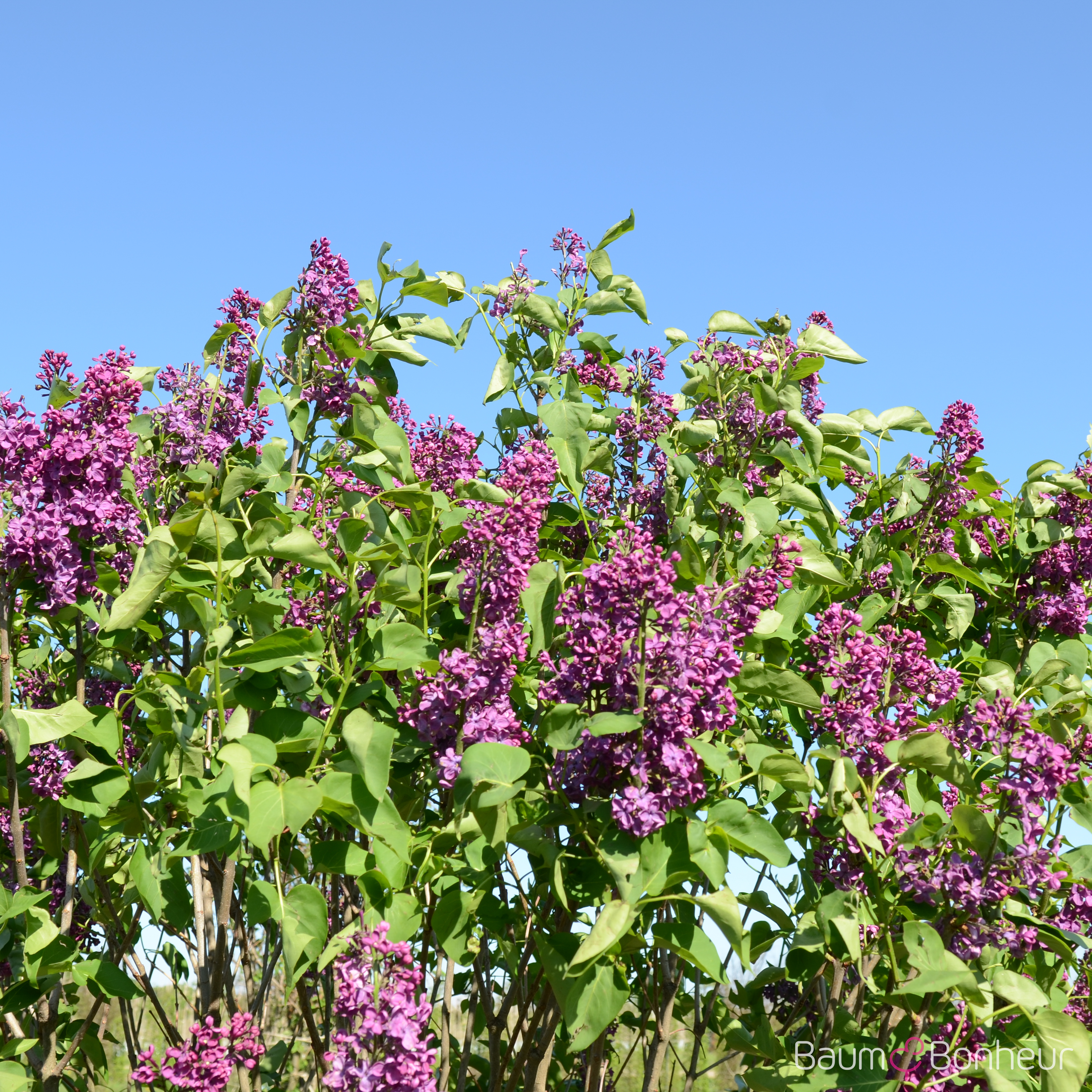 Syringa vulgaris 'Andenken an Ludwig Späth'