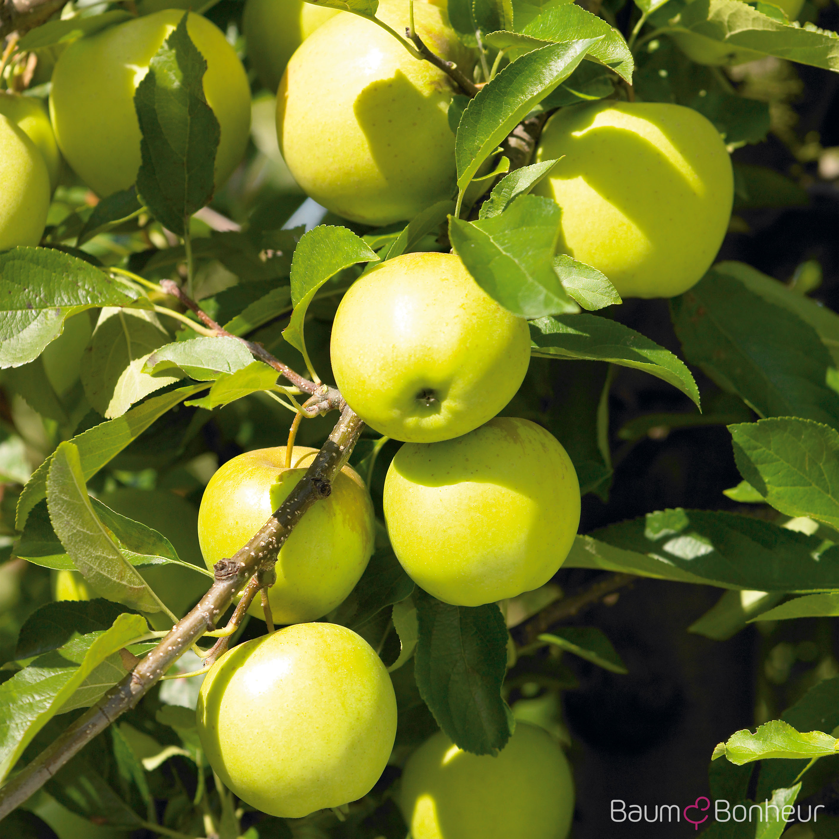 Malus 'Golden Delicious'