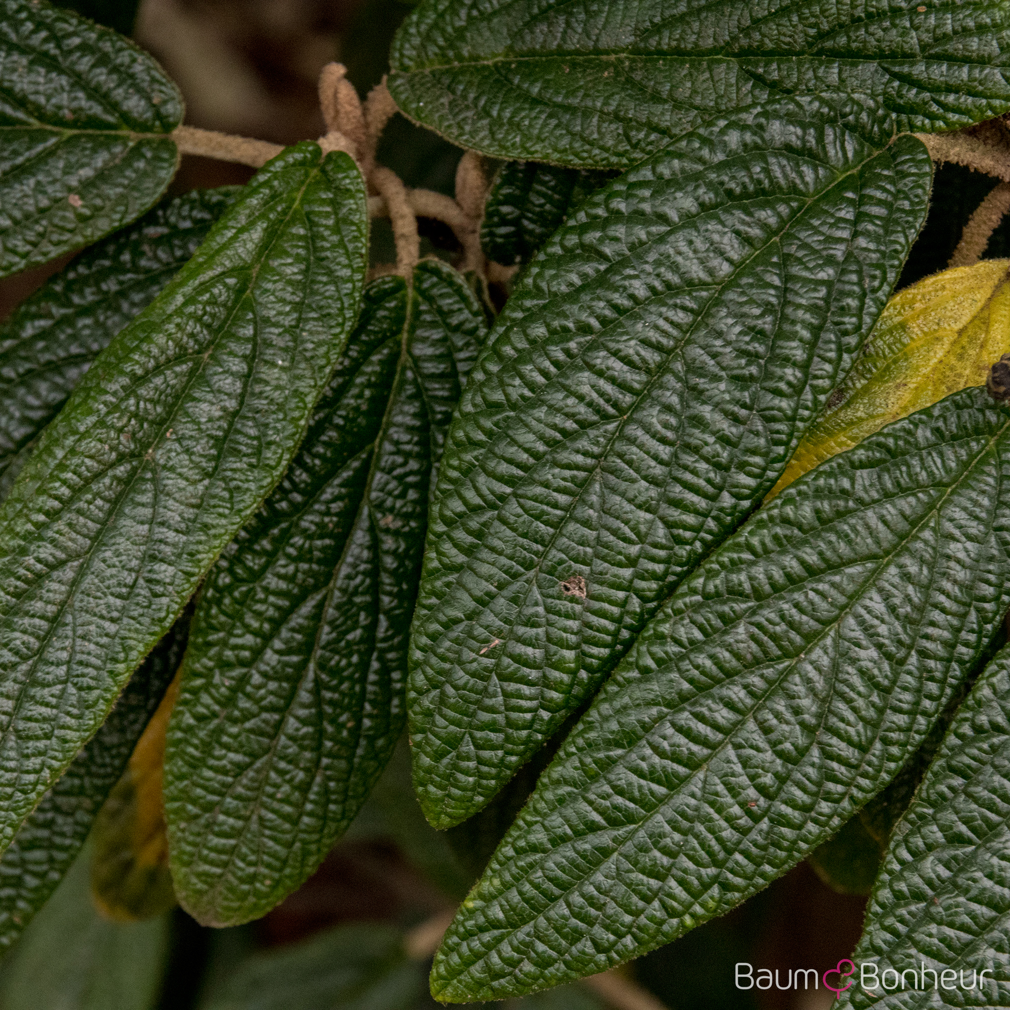 Viburnum rhytidophyllum