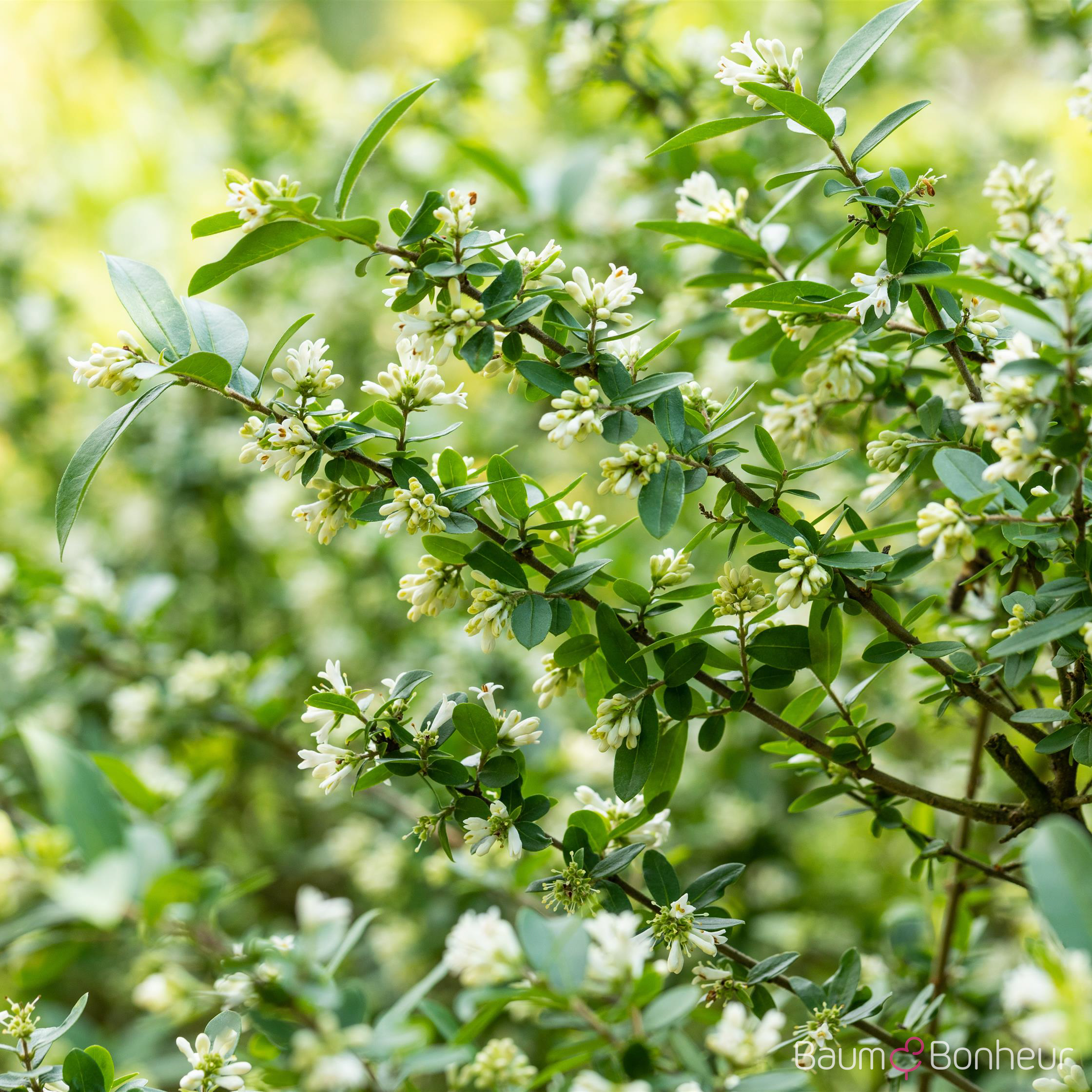 Ligustrum obtusifolium var. regelianum