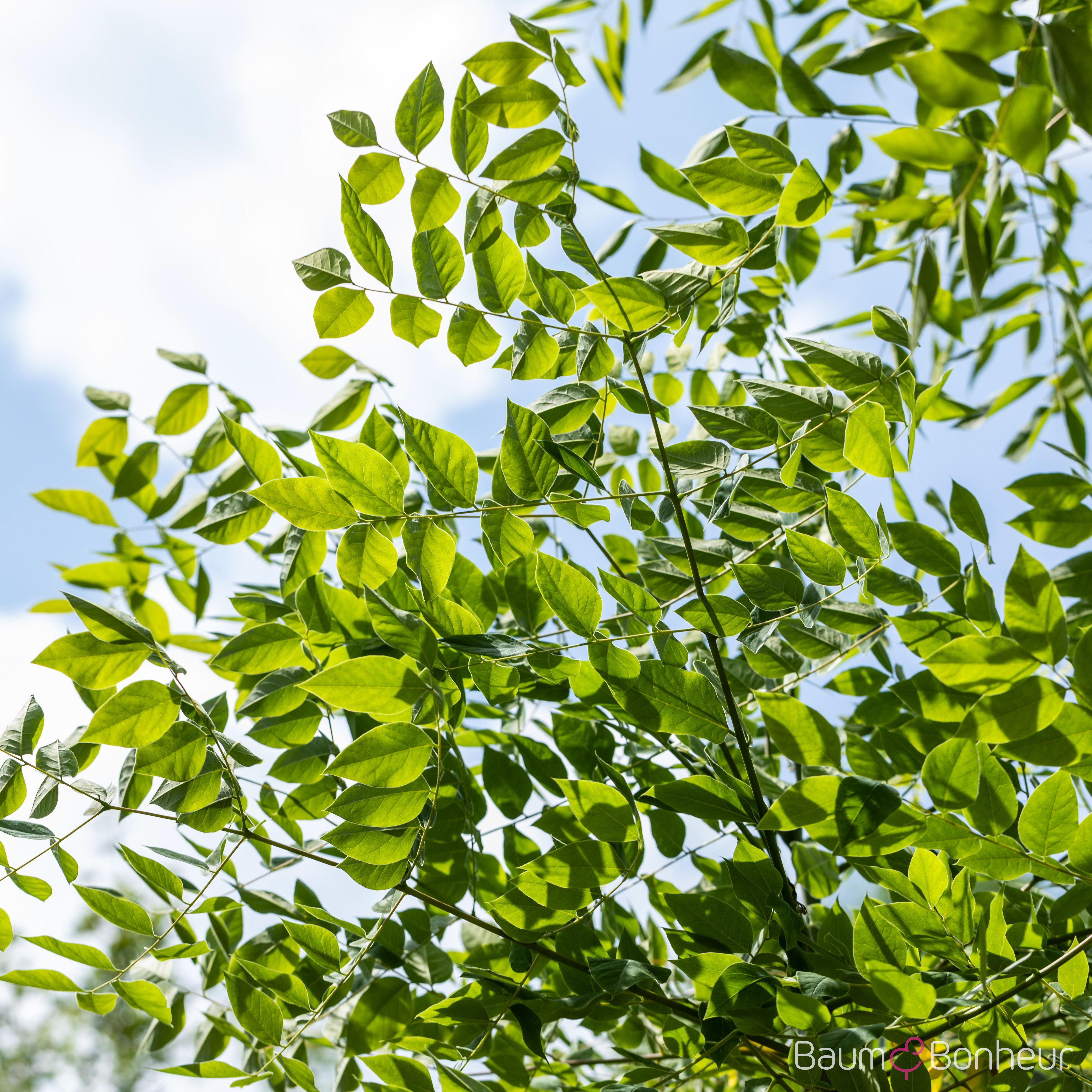 Gymnocladus dioicus