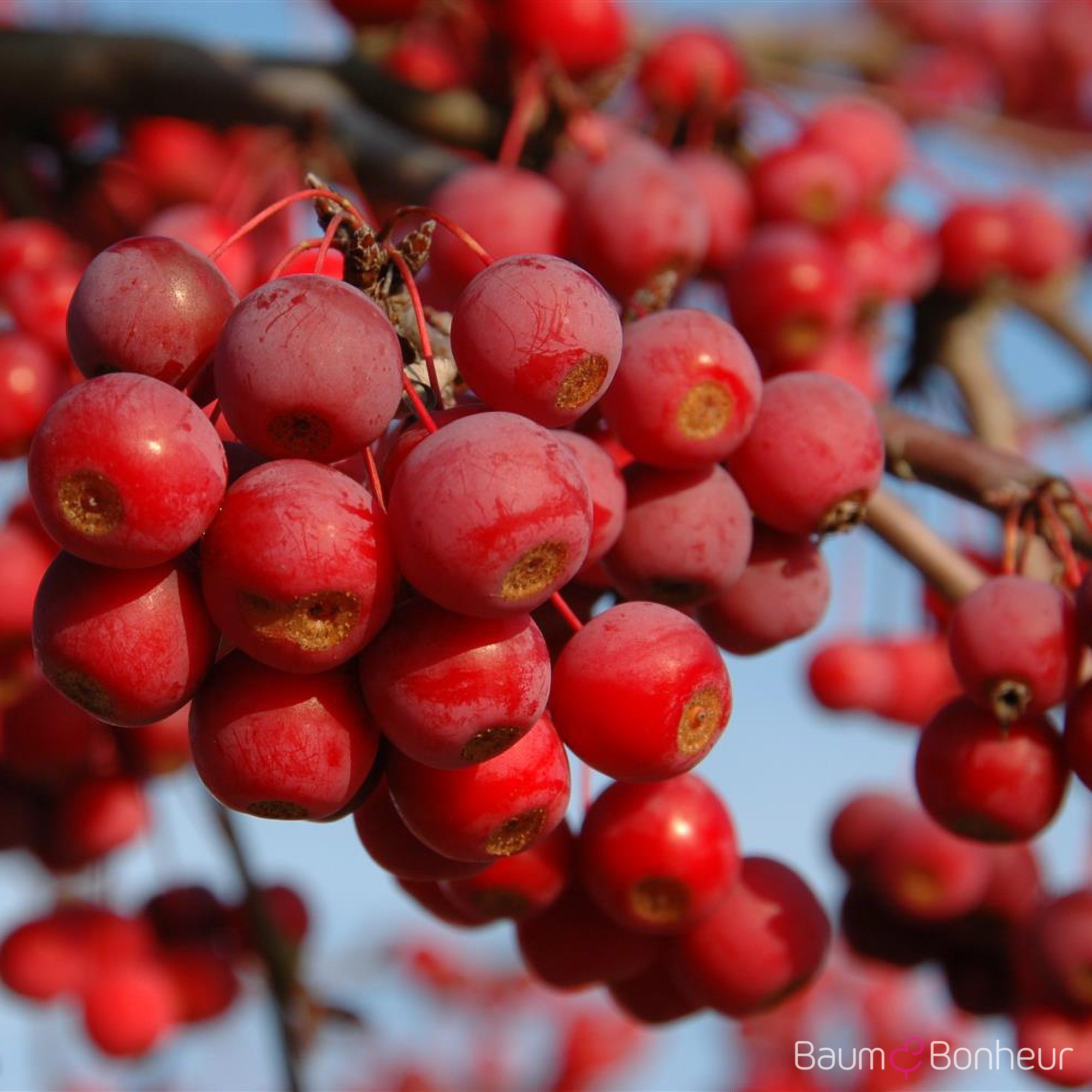 Malus 'Sugartime'