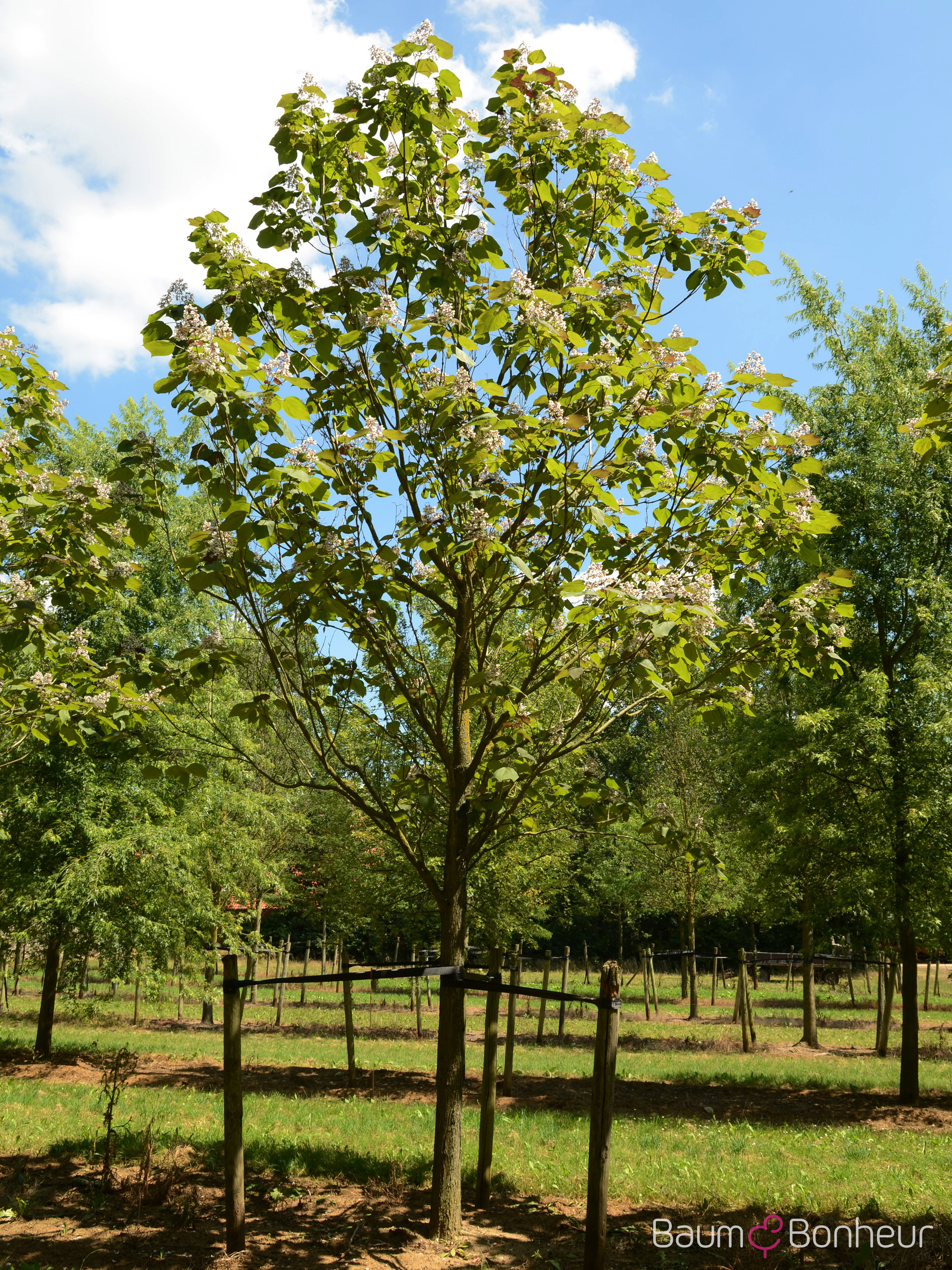 Catalpa x erubescens 'Purpurea'