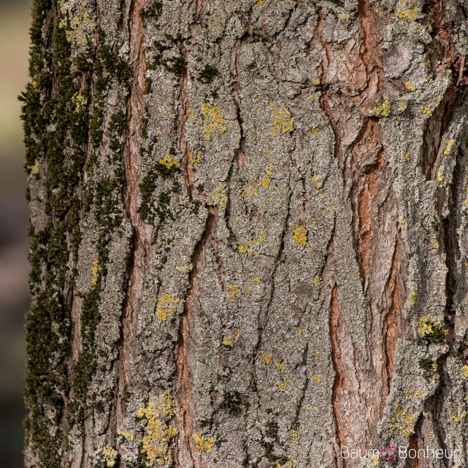 Ulmus 'Sapporo Autumn Gold' -S-