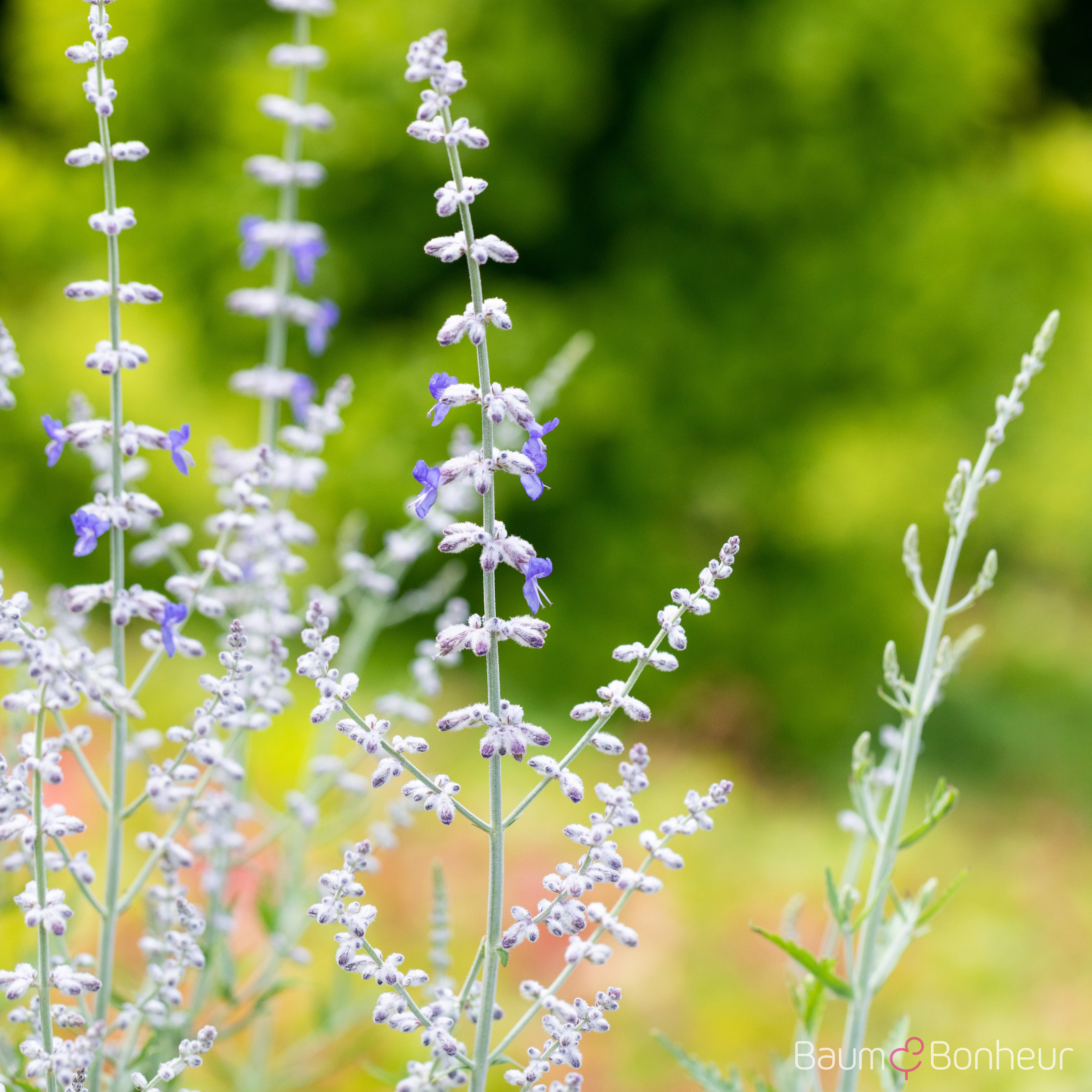 Perovskia atriplicifolia 'Blue Spire'