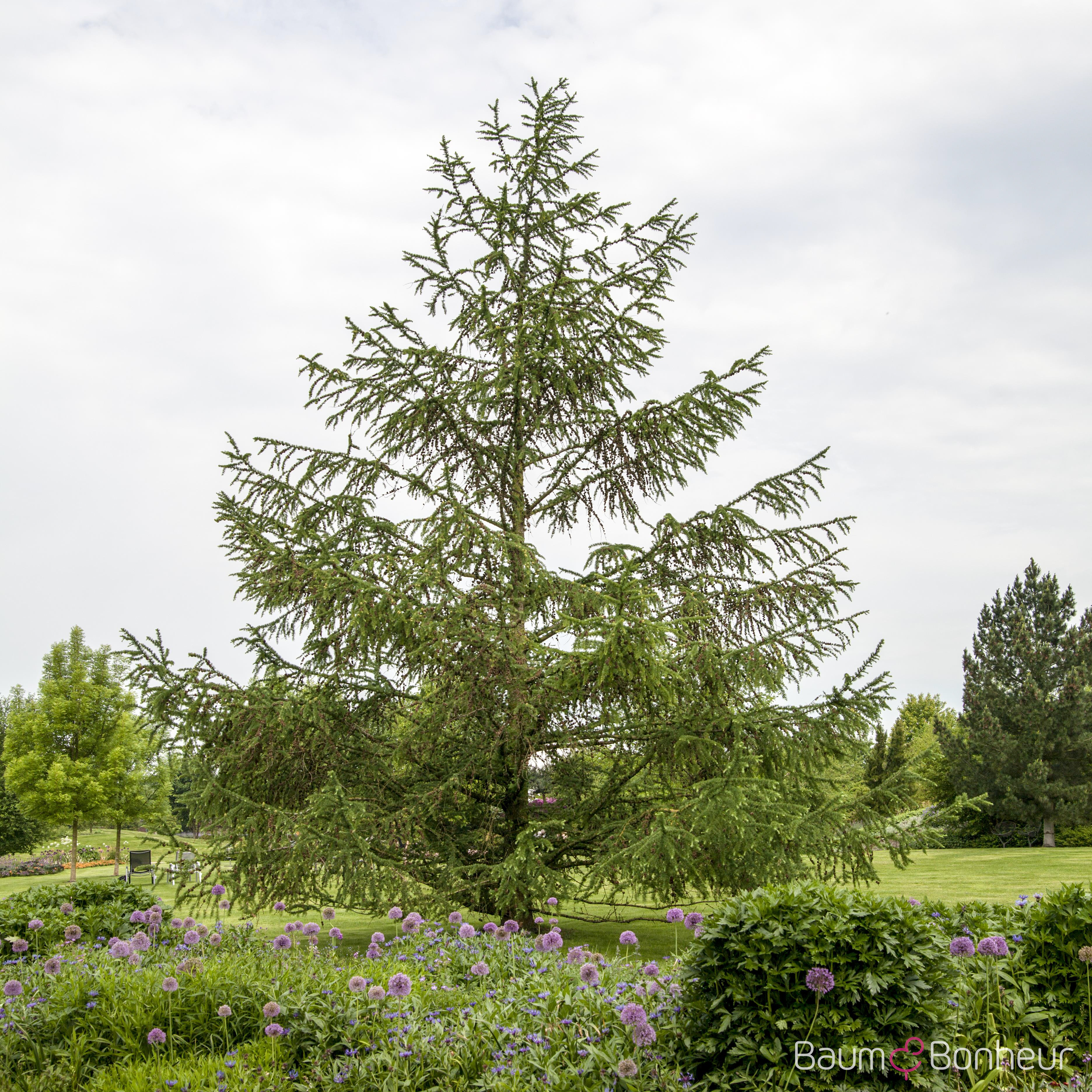 Larix decidua