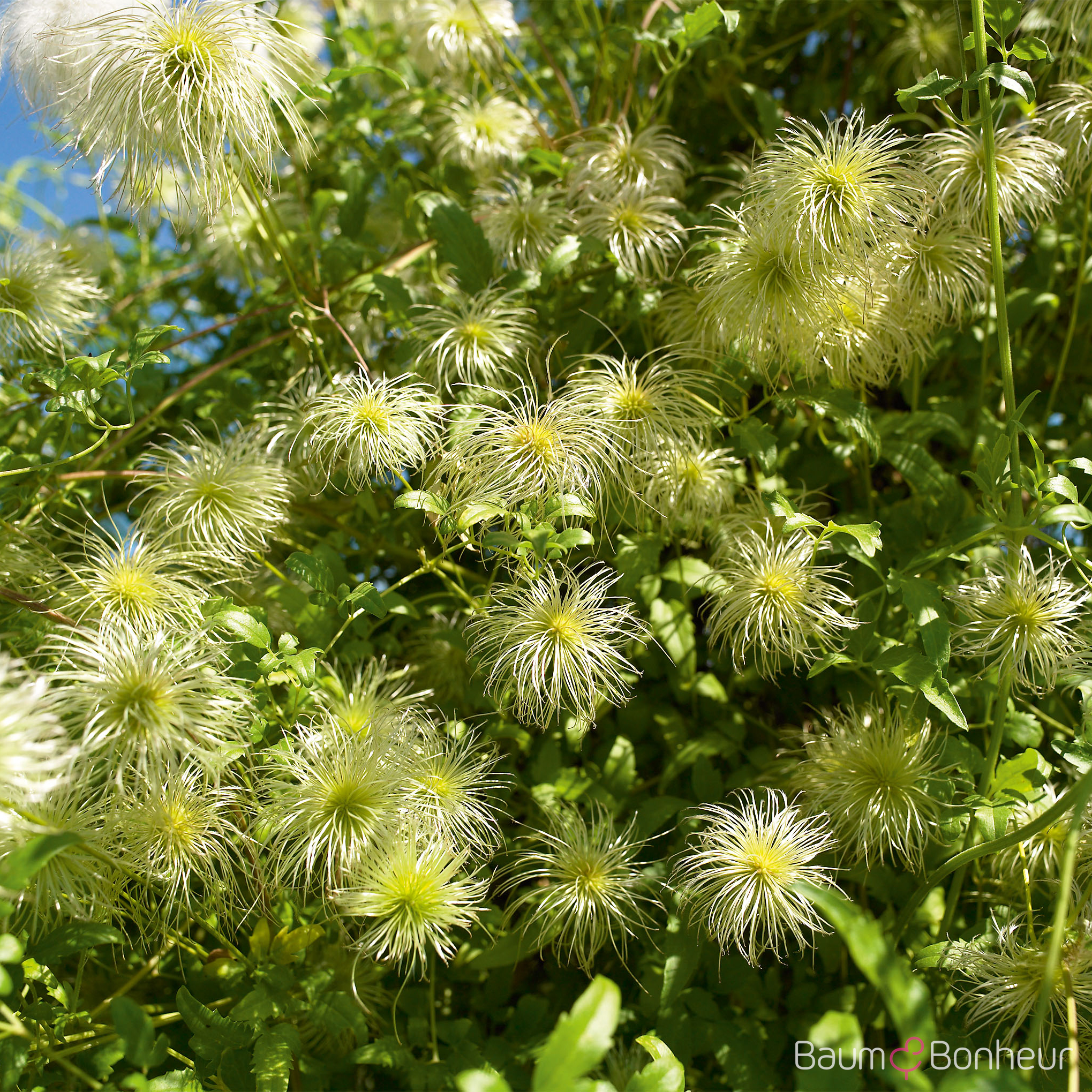 Clematis tangutica