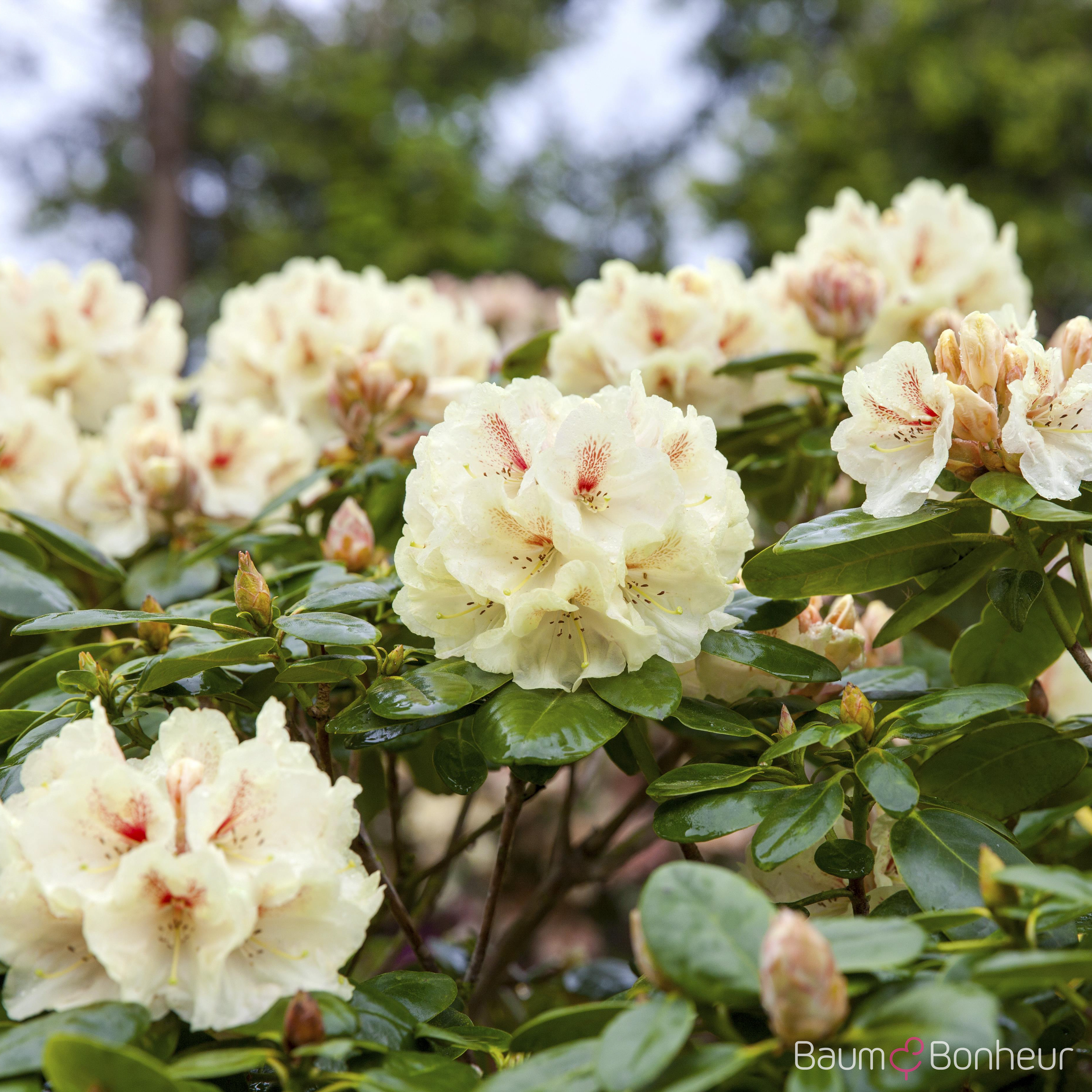 Rhododendron yakushimanum 'Flava'