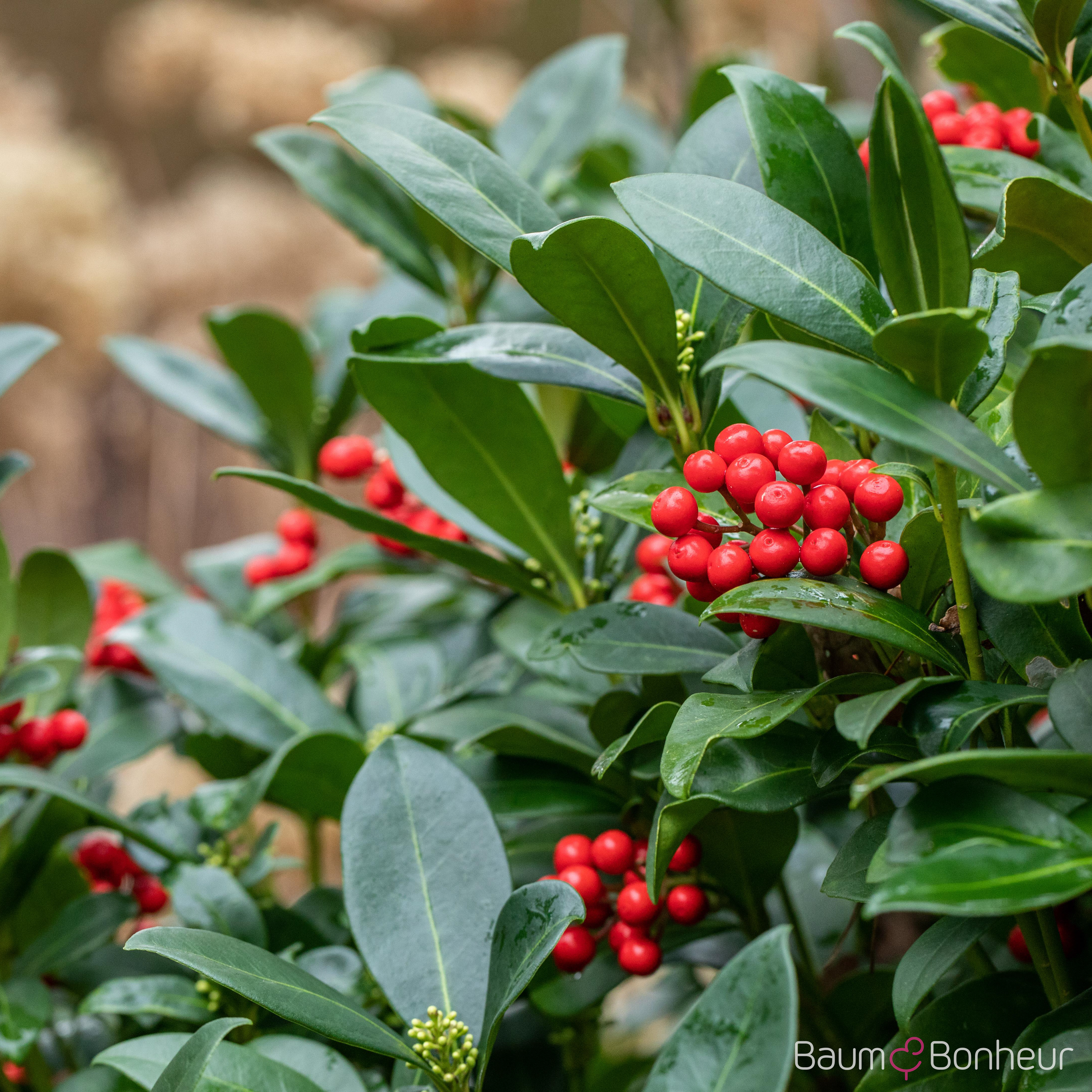 Skimmia japonica 'Rubella'