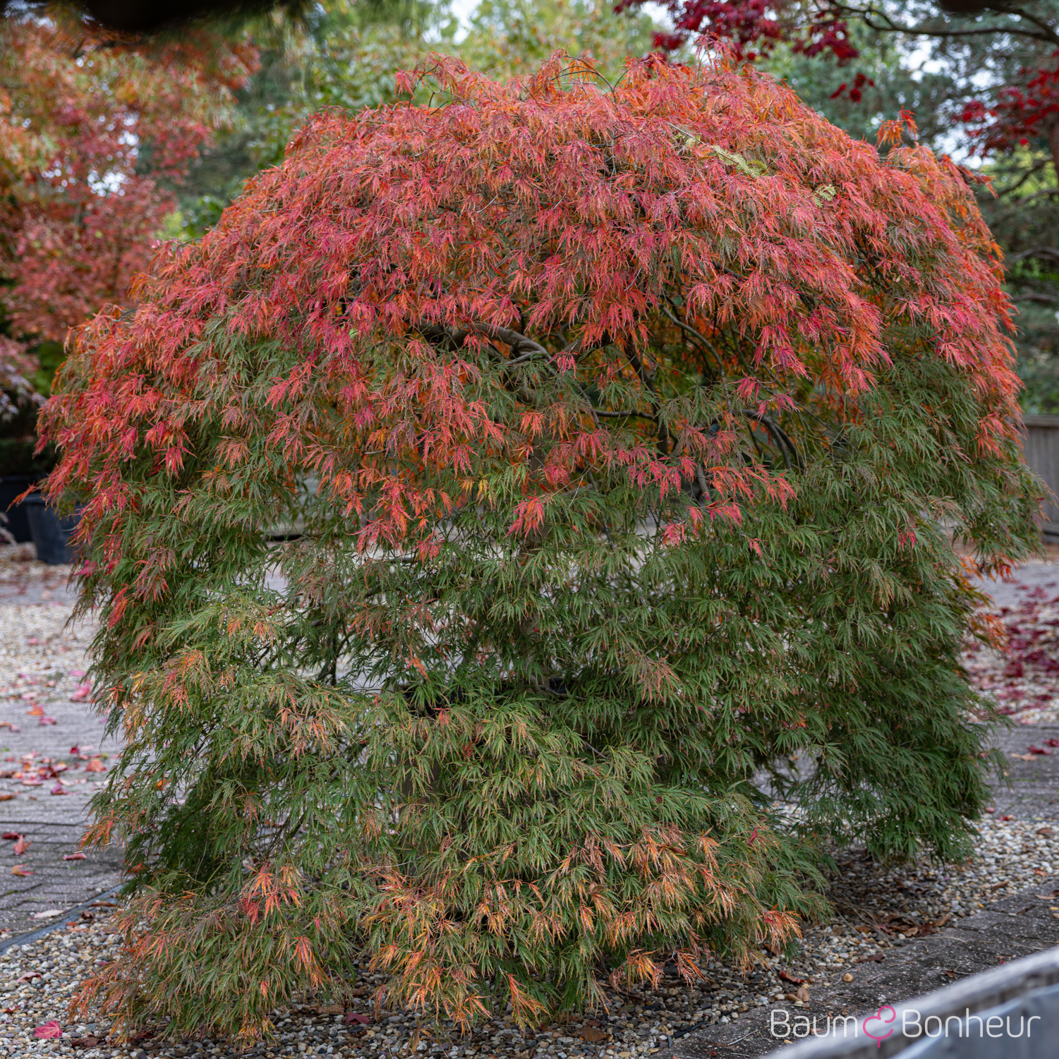 Acer palmatum 'Dissectum'