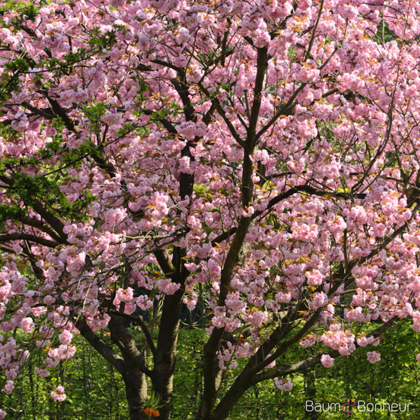 Prunus serrulata 'Kanzan'