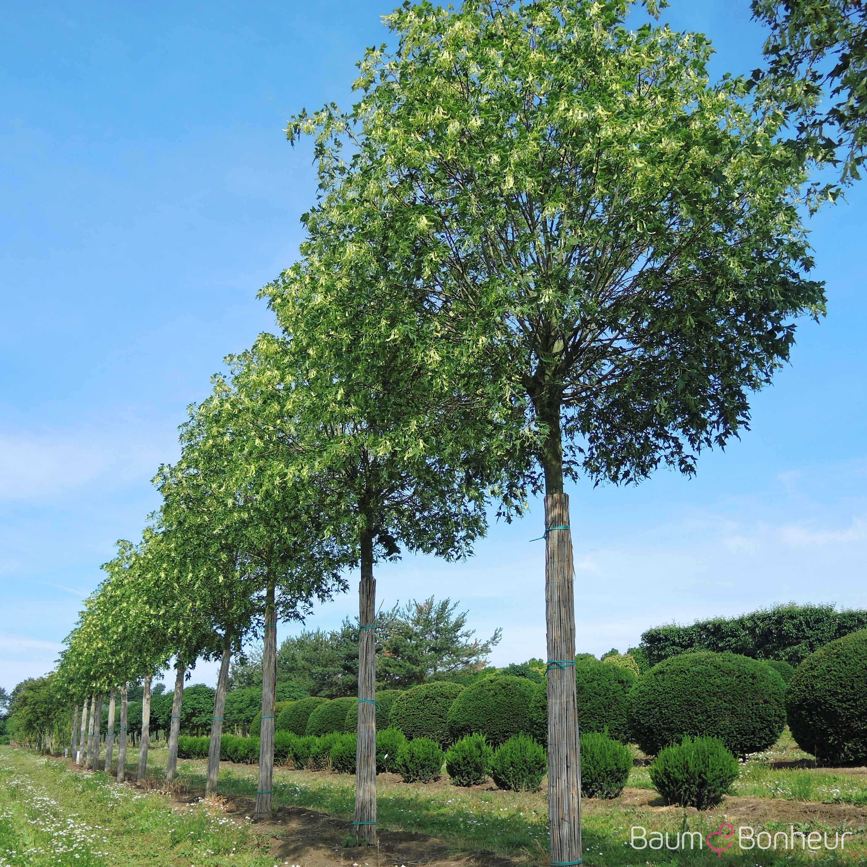 Tilia platyphyllos 'Laciniata'