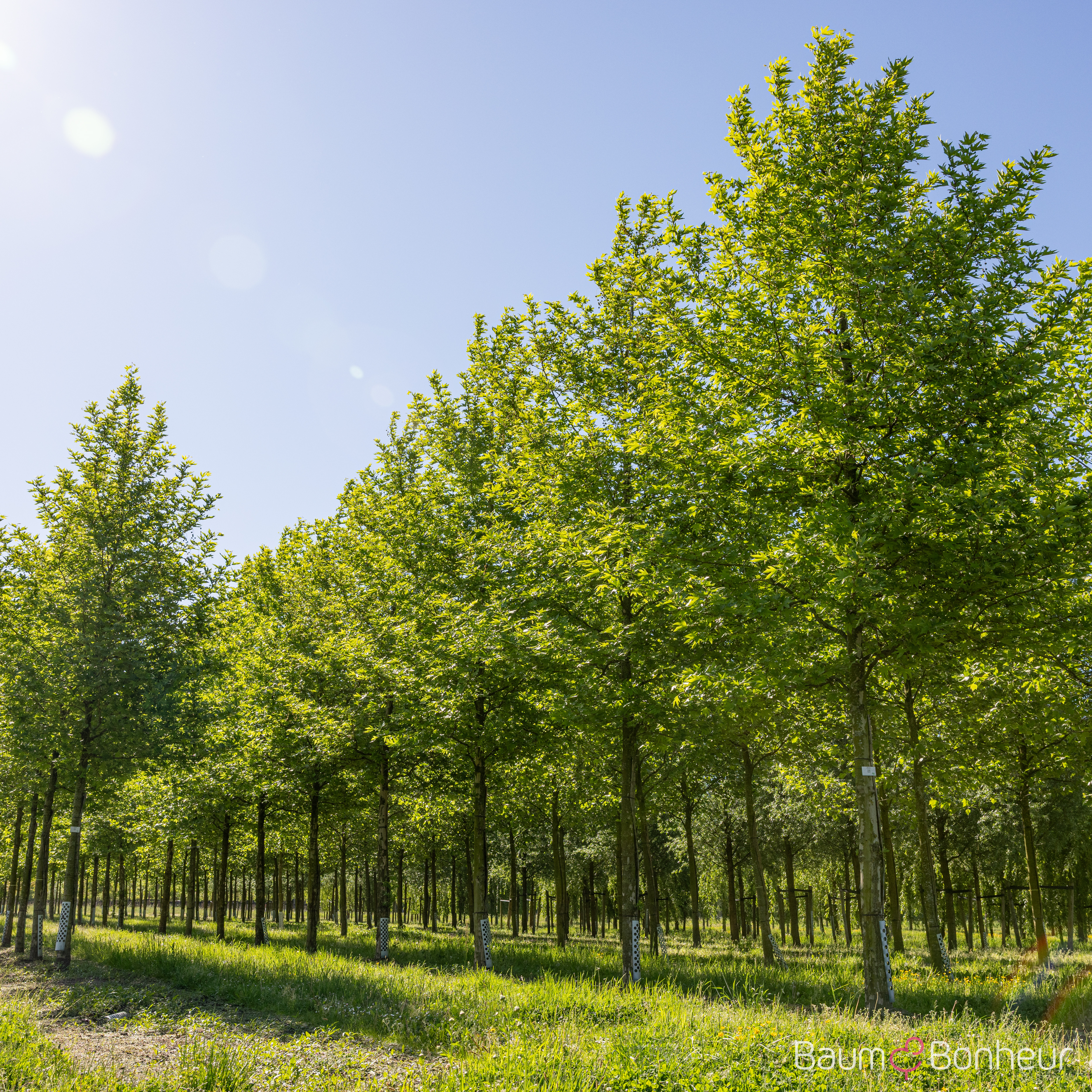 Platanus orientalis 'Minaret'
