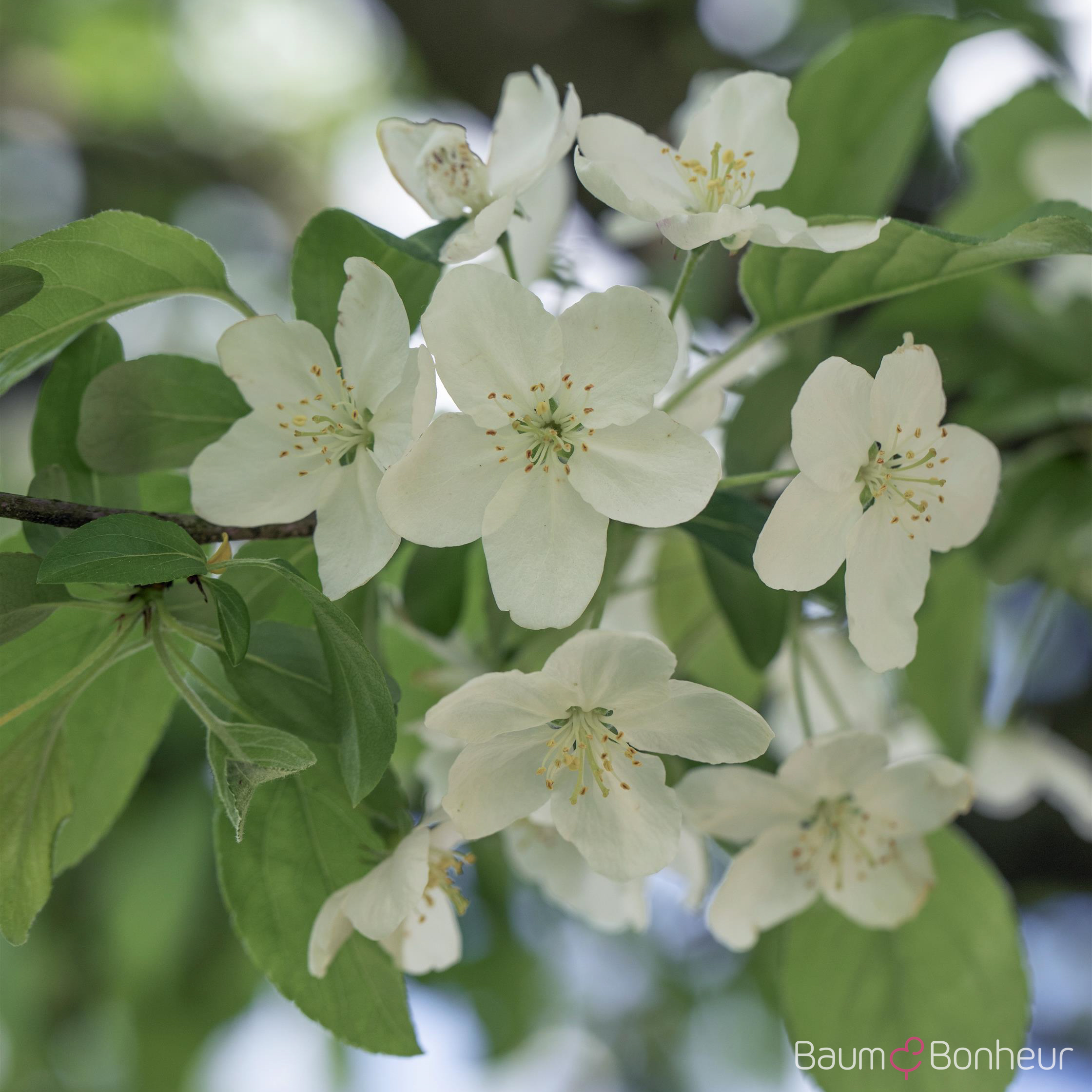 Malus 'Professor Sprenger'