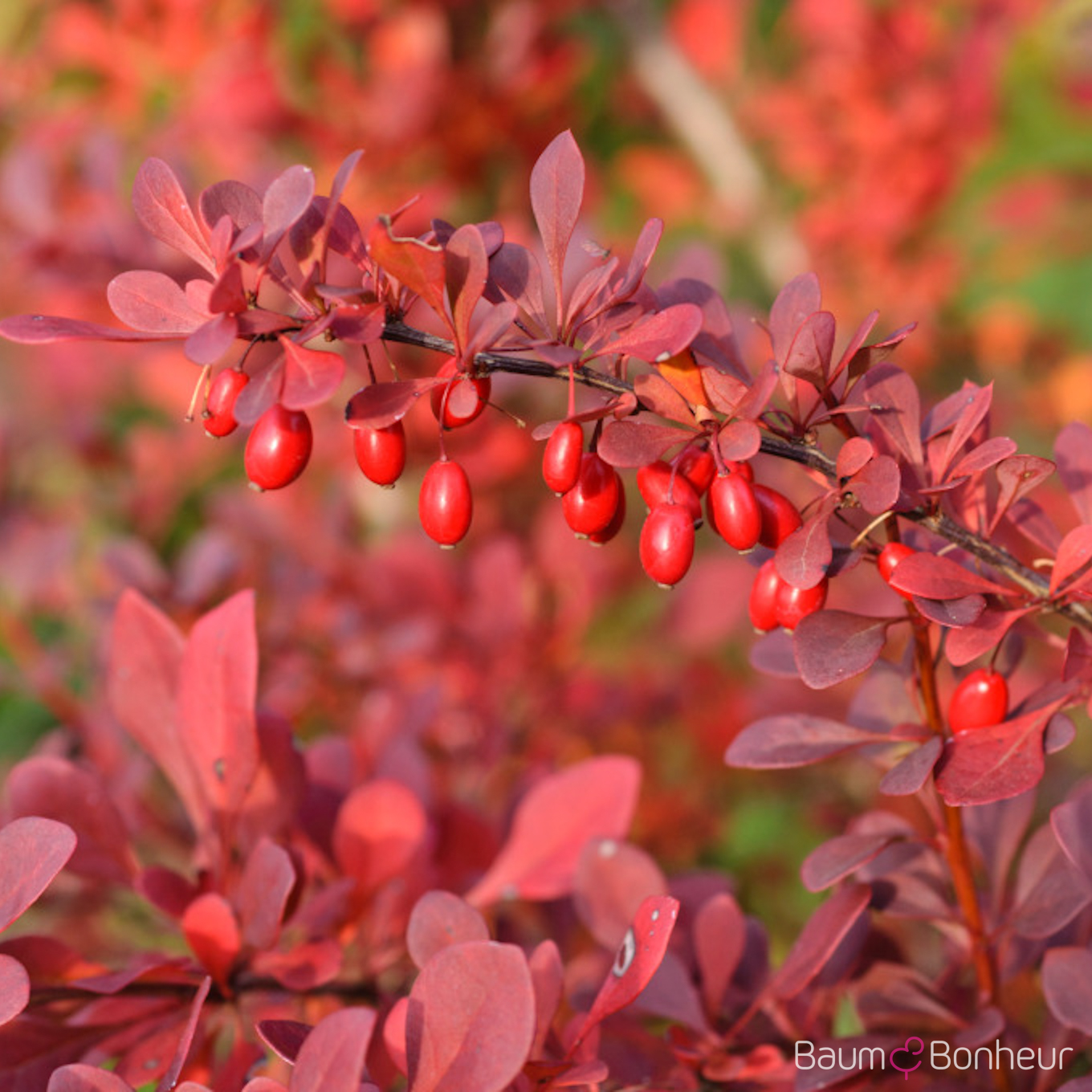 Berberis thunbergii 'Atropurpurea'