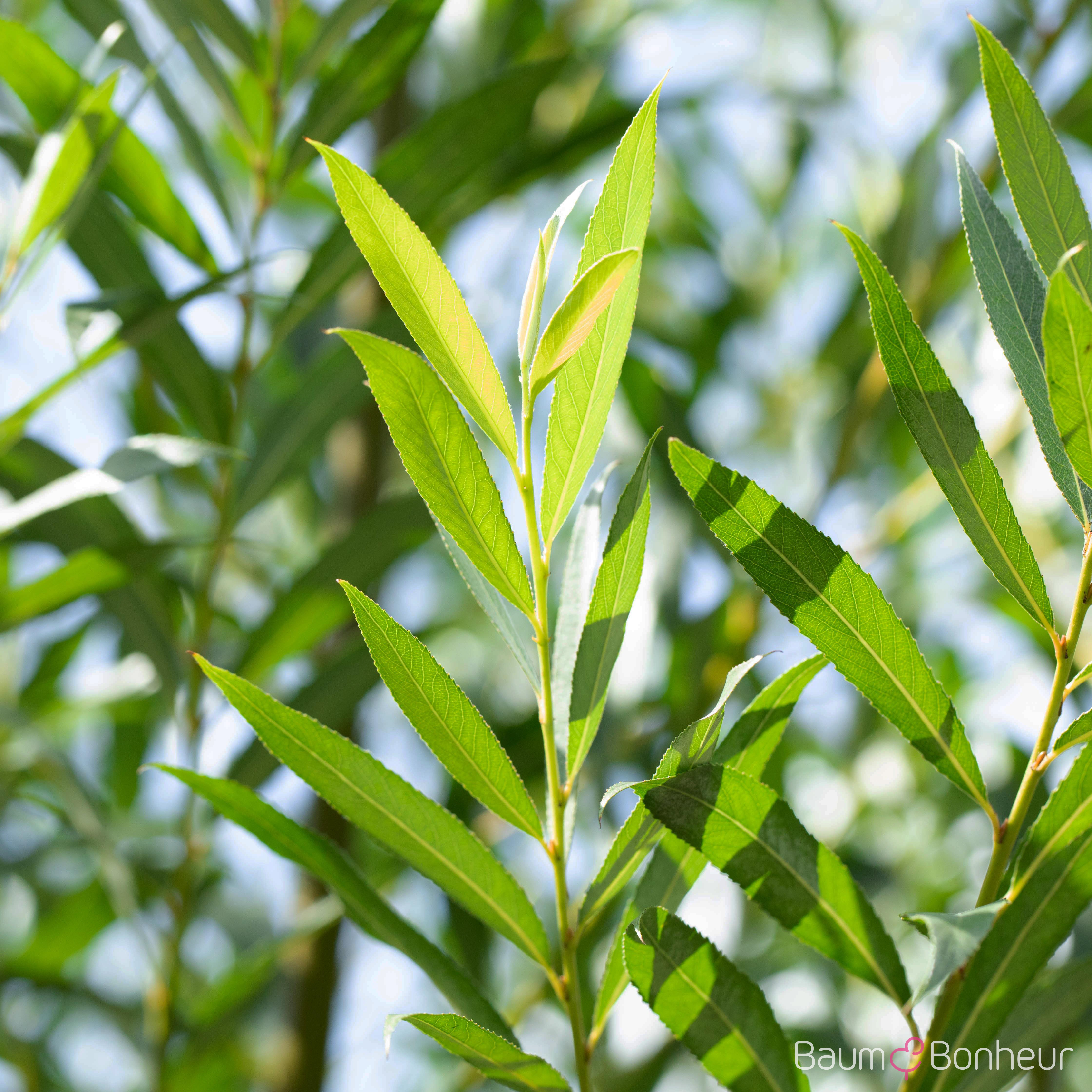 Salix fragilis