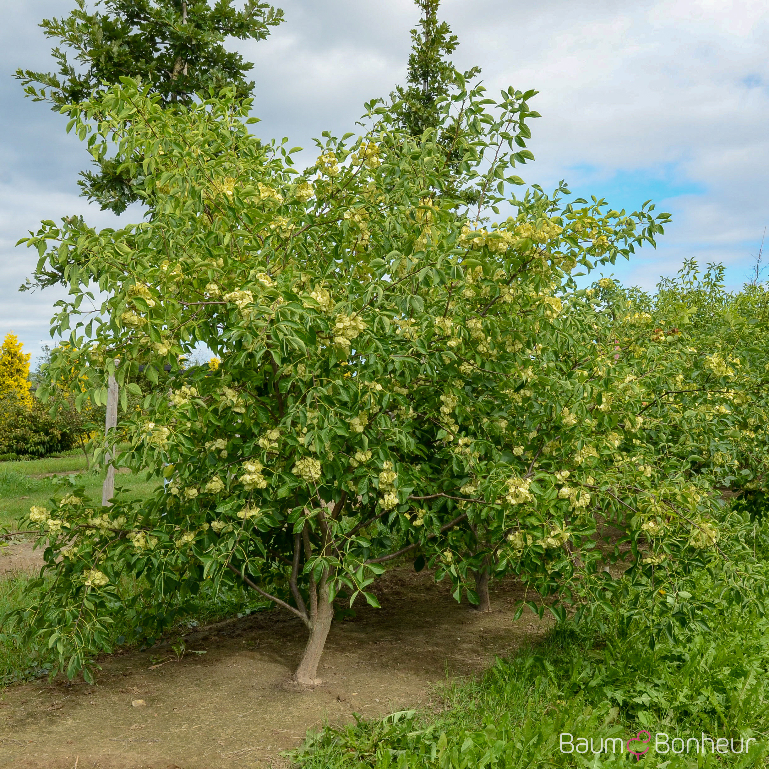 Ptelea trifoliata
