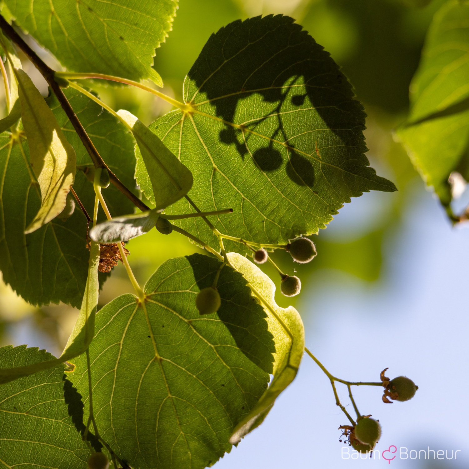 Tilia cordata 'Dila' -S-