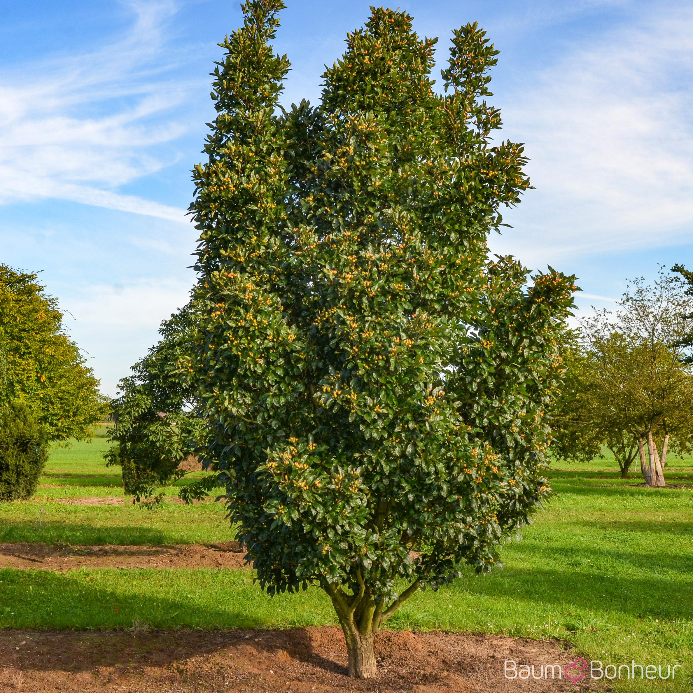 Crataegus lavallei 'Carrierei'