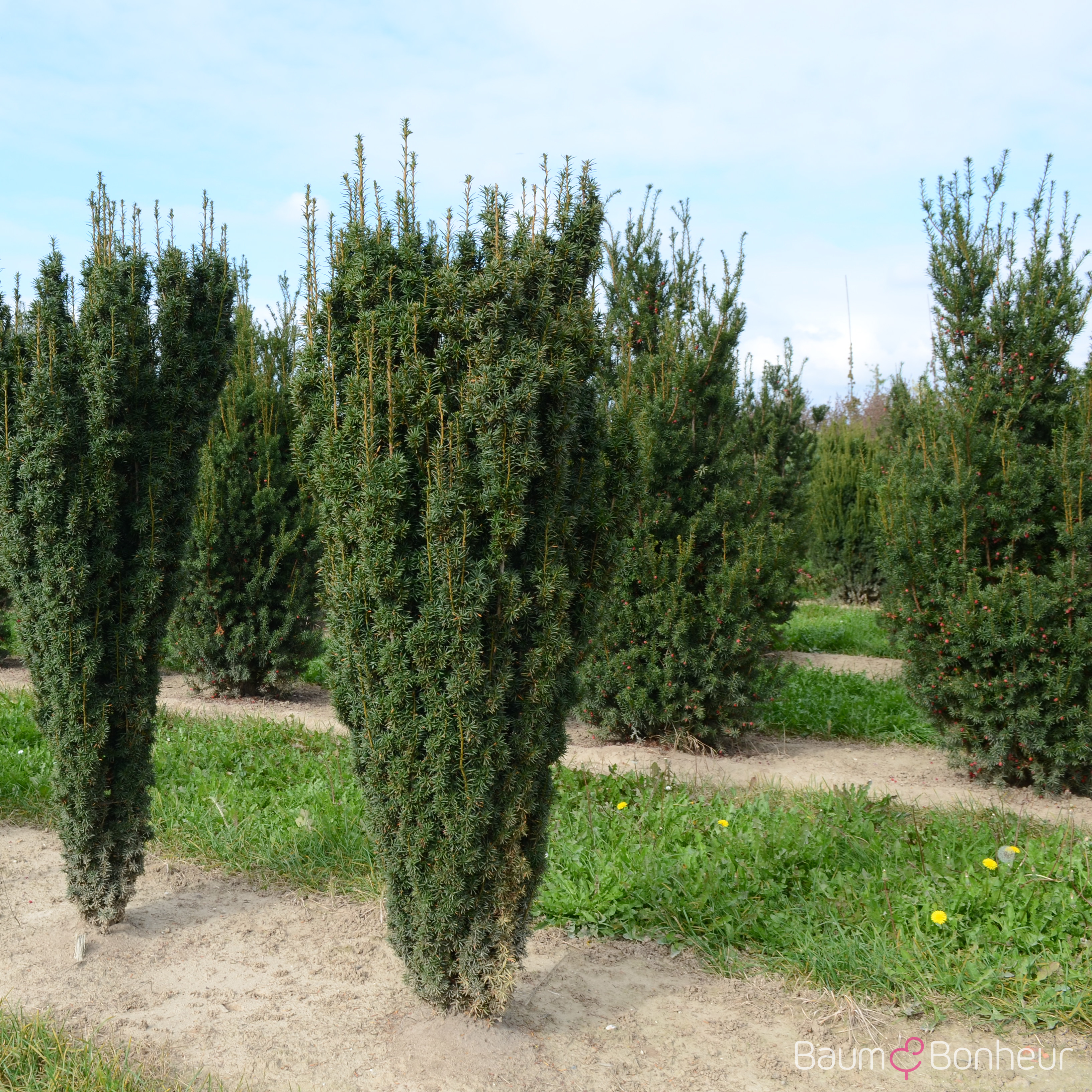 Taxus baccata 'Fastigiata Robusta'