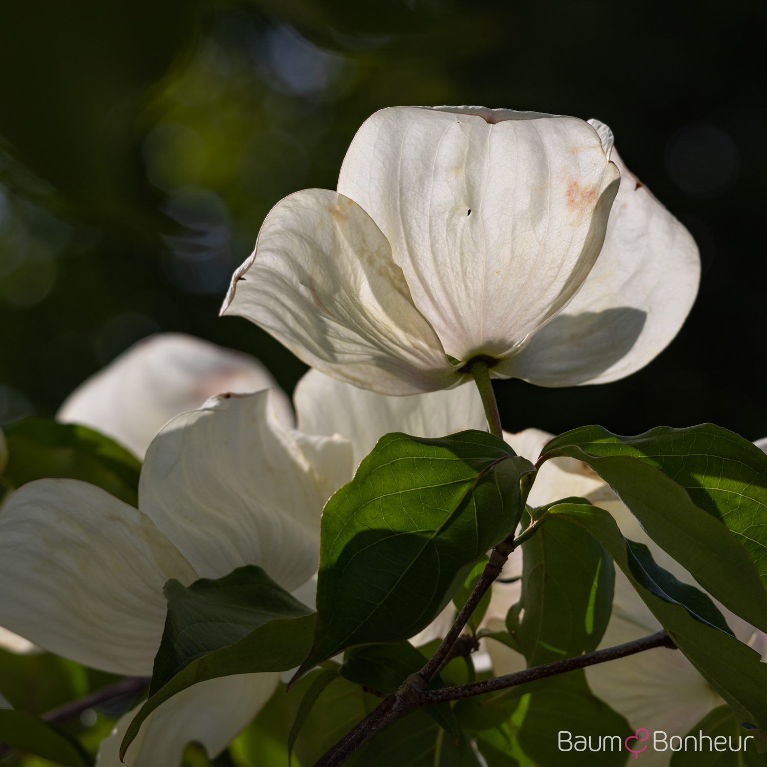Cornus kousa 'Venus' ®
