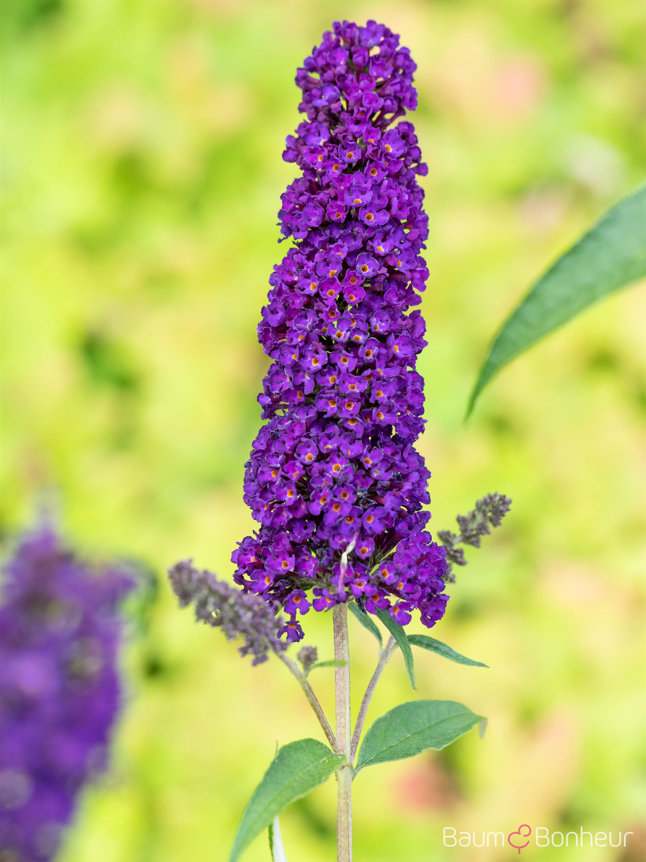 Buddleja davidii 'Black Knight'