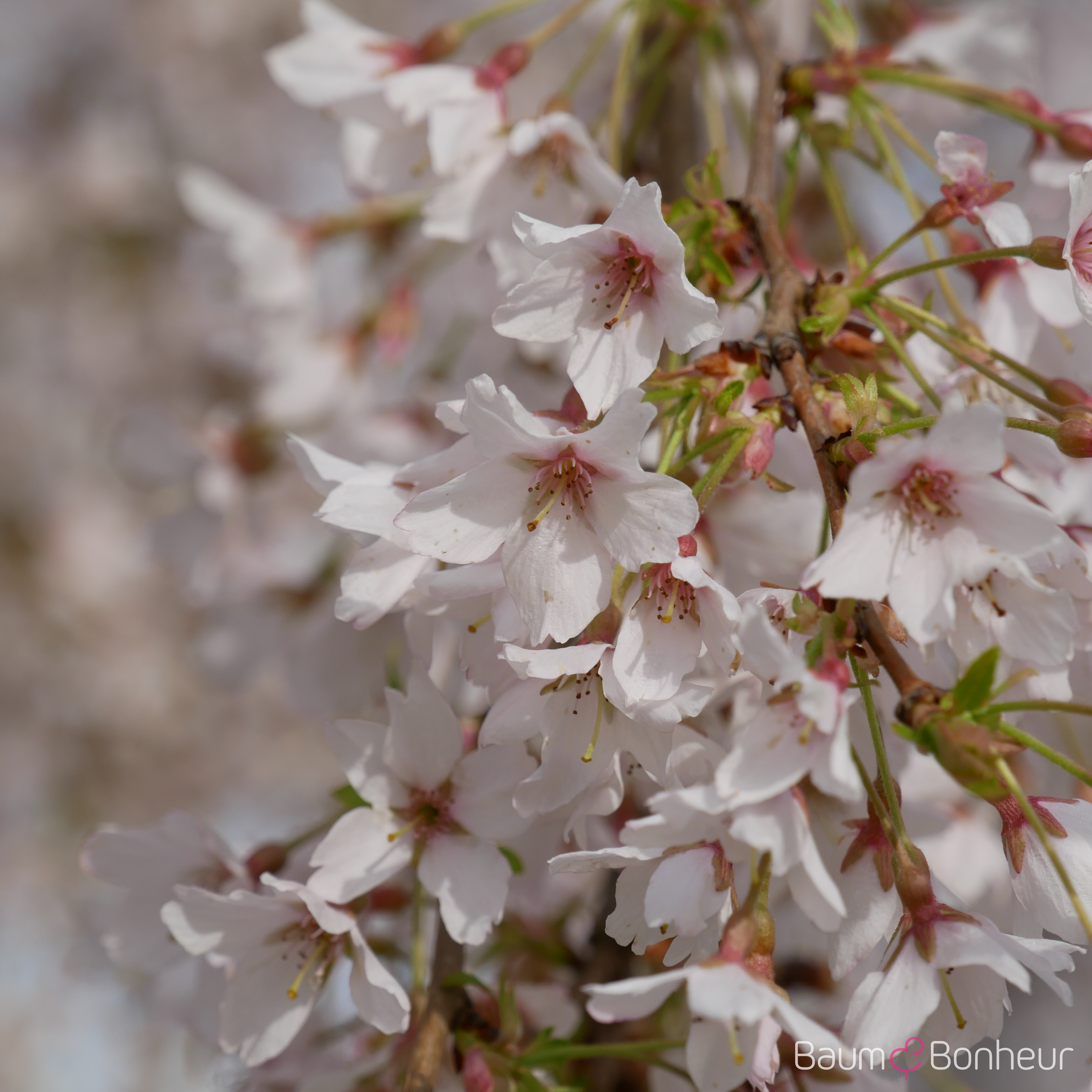 Prunus subhirtella 'Pendula'
